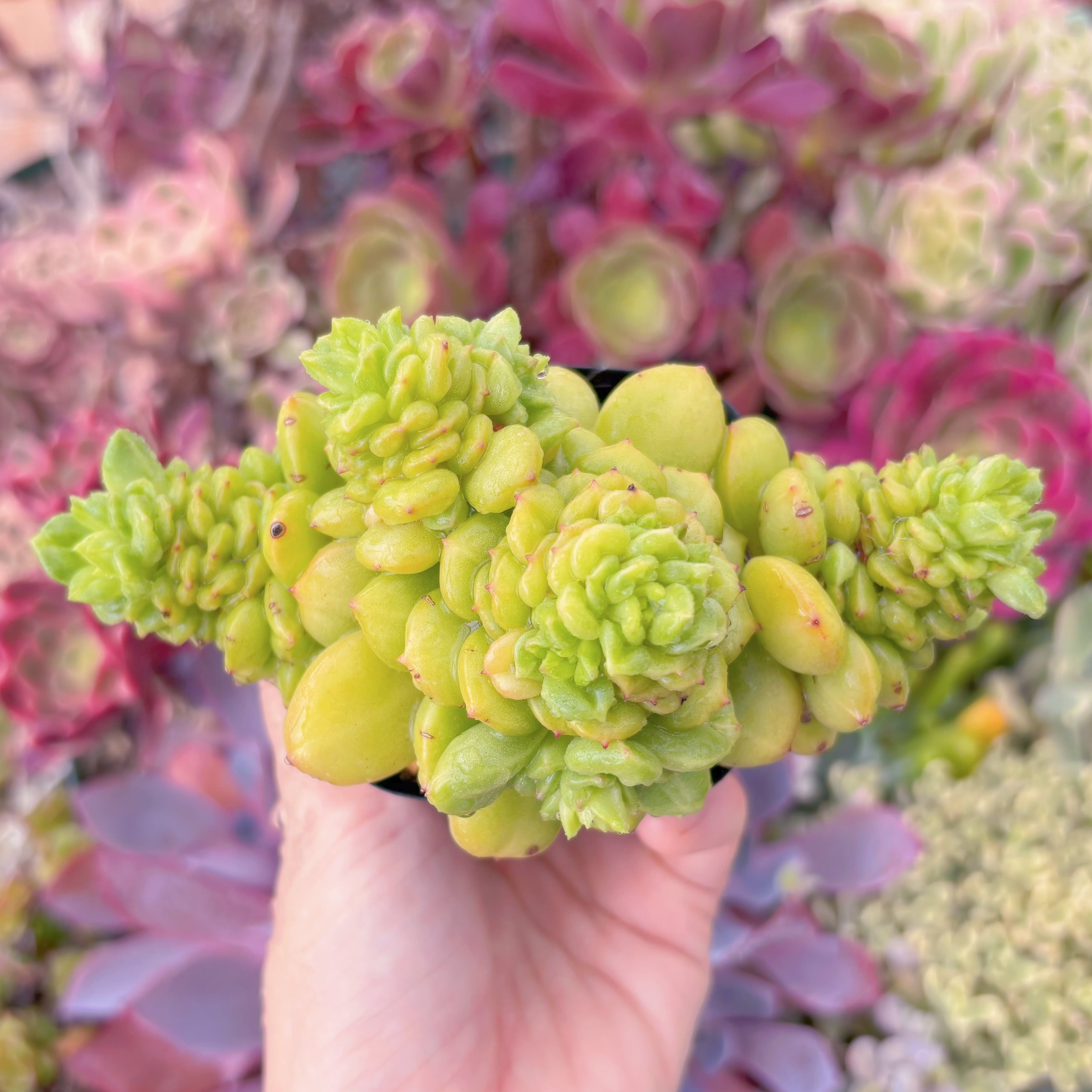 現品　林檎花#230　るる農園