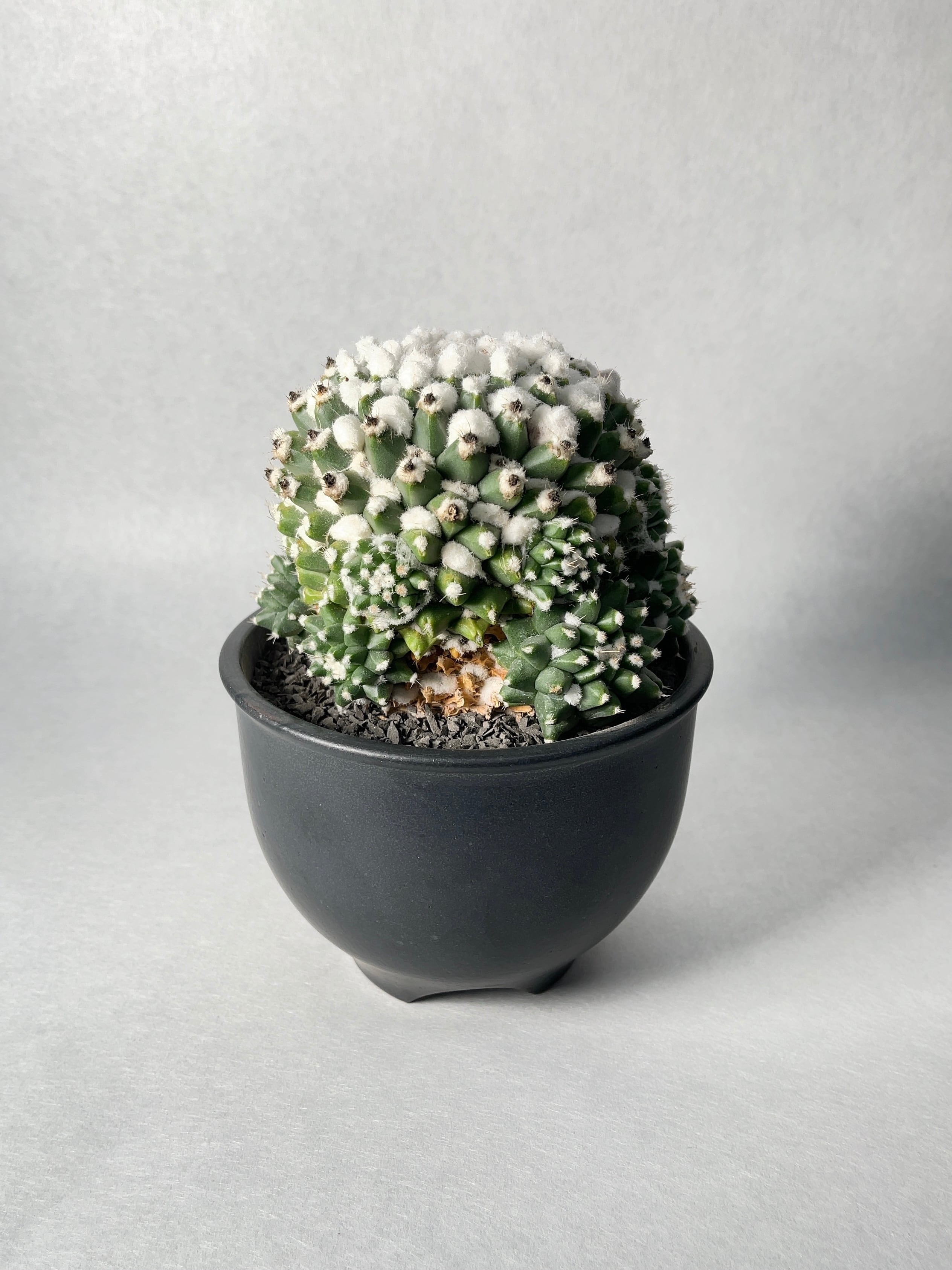 マミラリア・エルサム | trigger