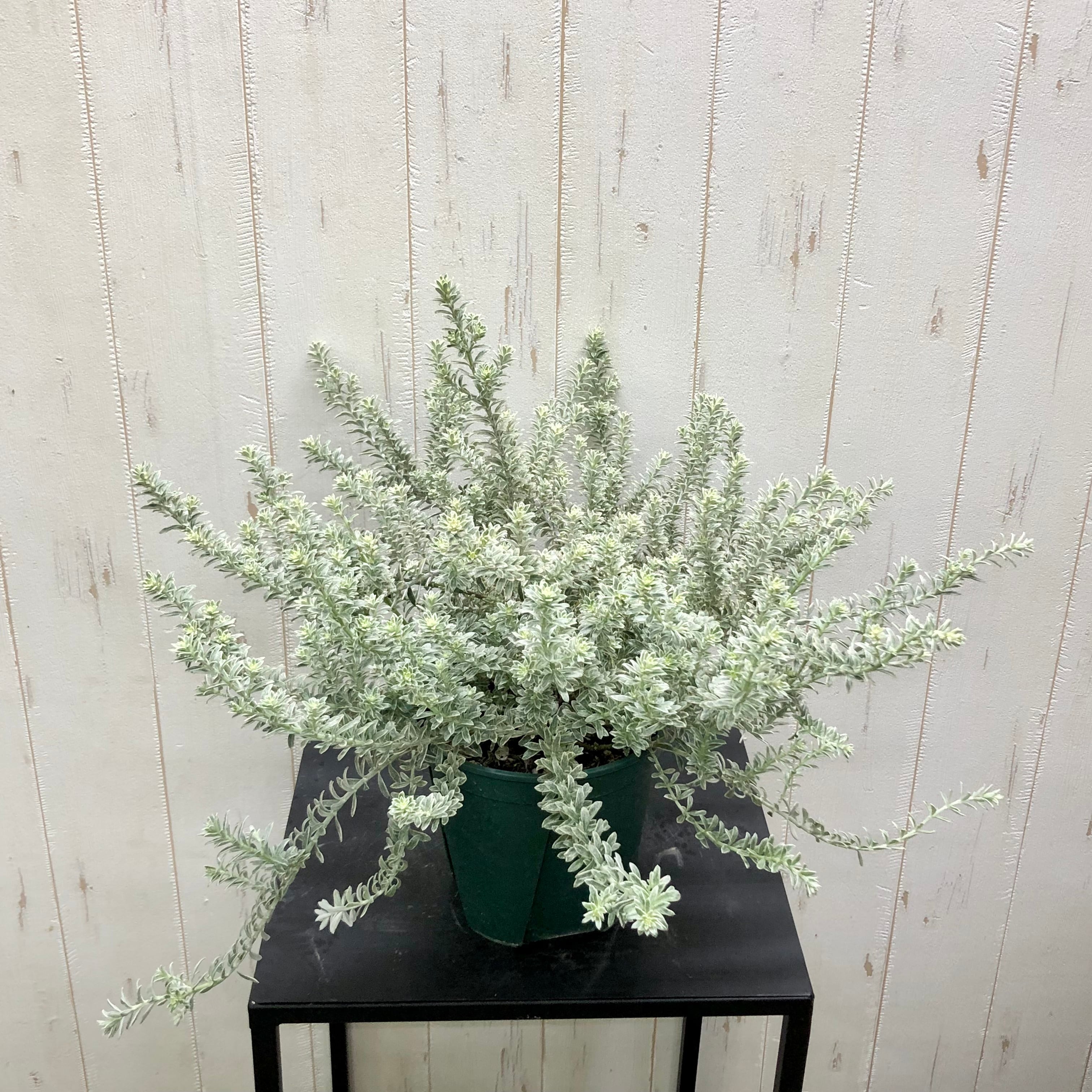 斑入り ウエストリンギア スモーキーホワイト 5個セット 斑入り