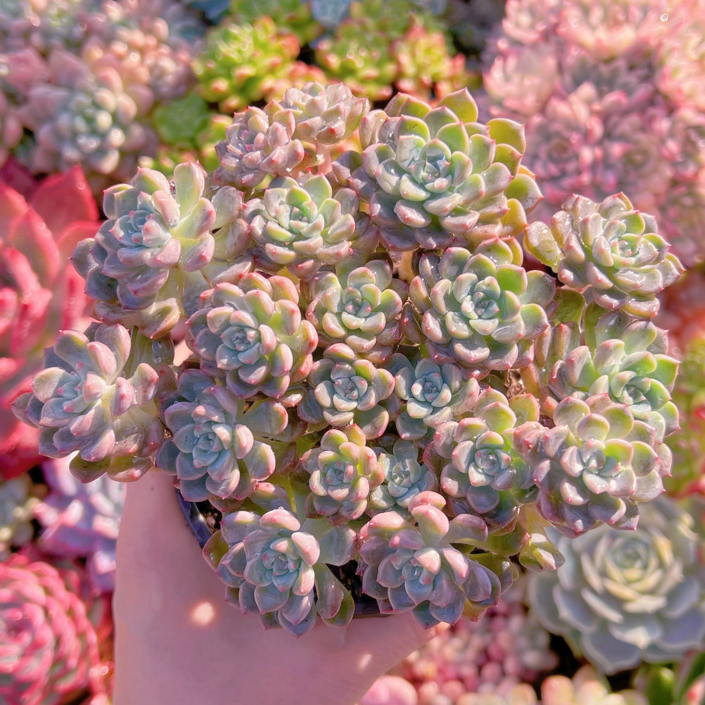 現品　ベビードール#091　大群生　新入荷