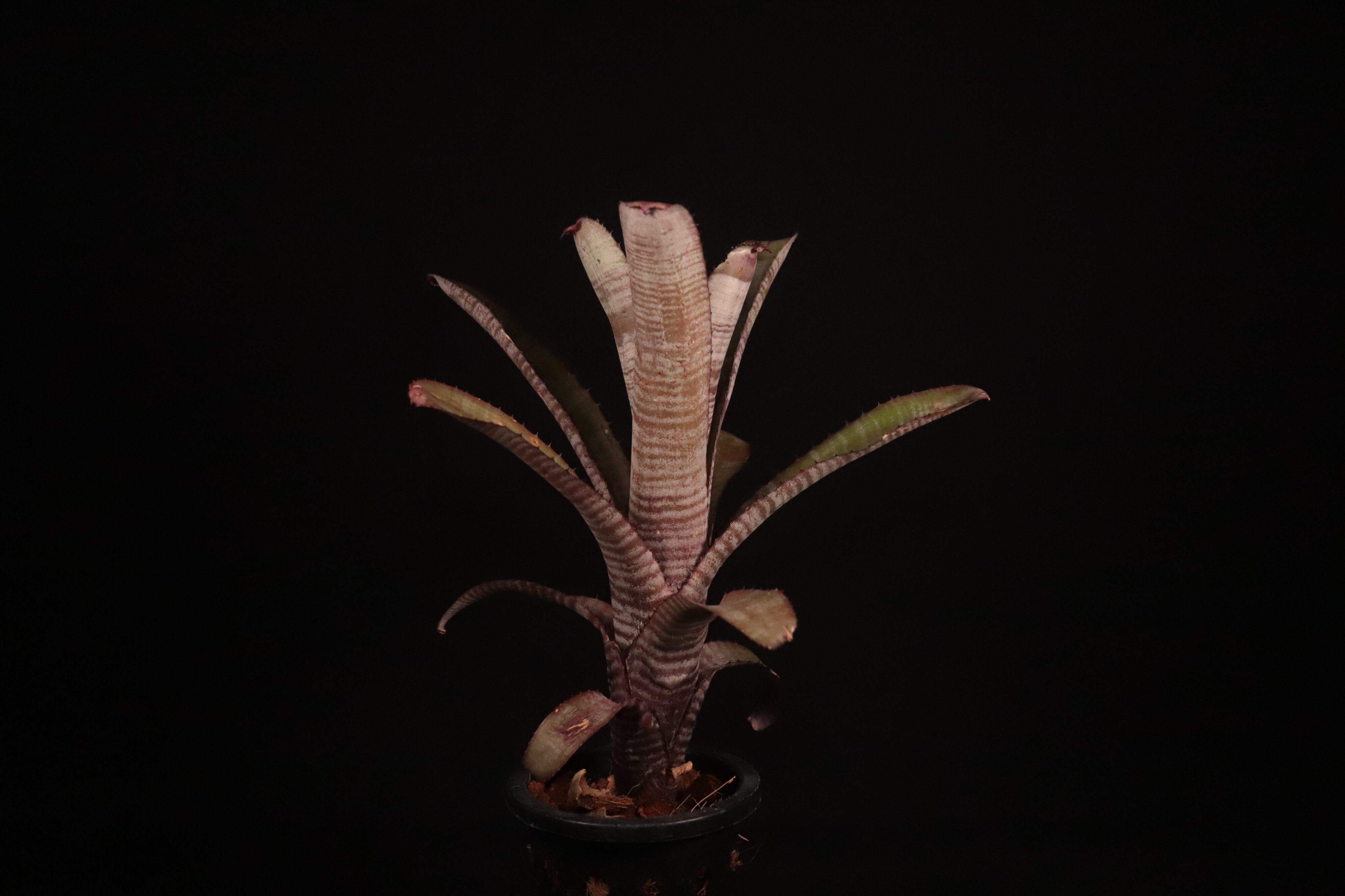 送料無料】Aechmea nudicaulis 'Cranberry Frost'〔エクメア〕現品発送