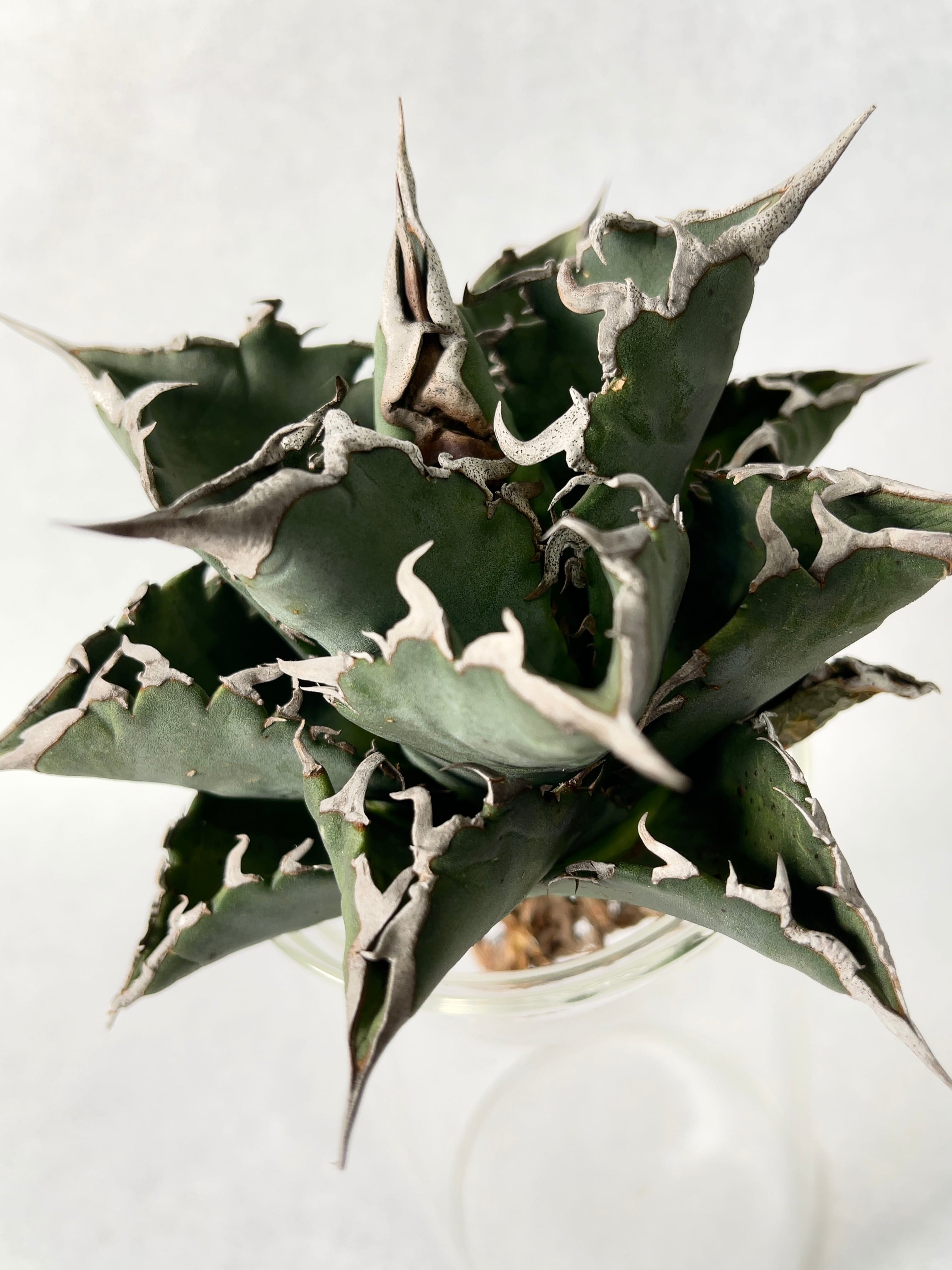 アガベ・狂刺夕映 2 | trigger