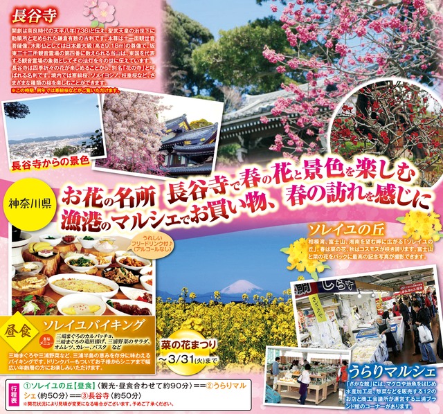 年3月埼玉発 東京発 鎌倉の花の寺 長谷寺 と一面黄色のじゅうたん菜の花畑に好きなもの好きなだけのランチバイキング日帰りバスツアー80円 つばさトラベル