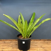 アンスリウム　ルネッサンス【753】