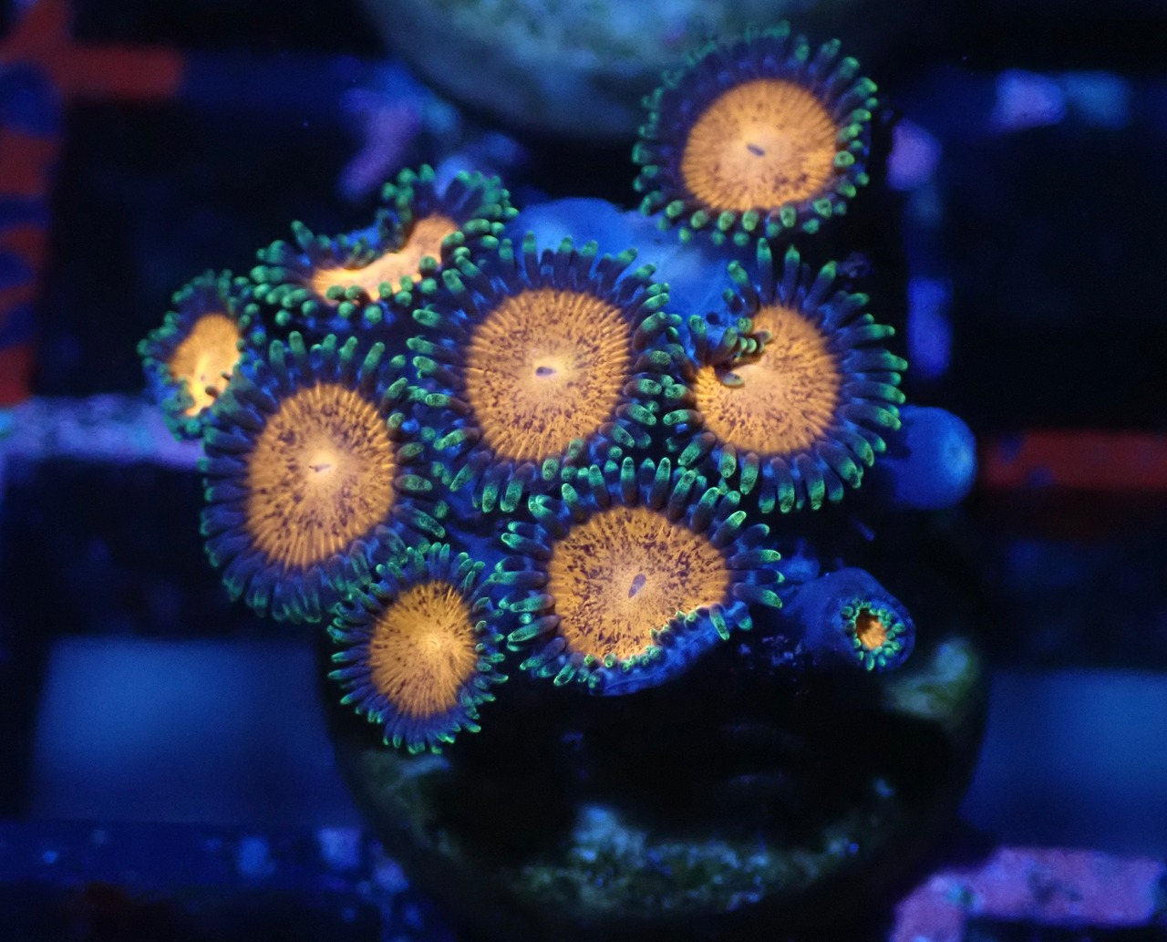 SelectionAussieShip Zoanthus 14