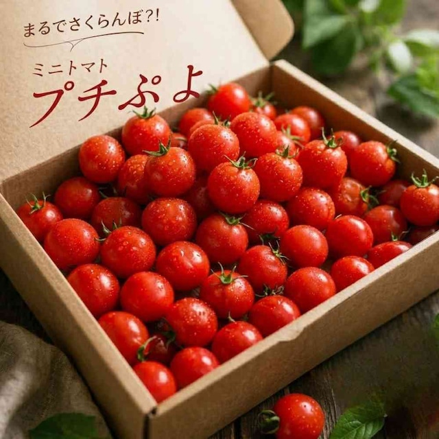 【ご予約】9月頃発送予定！宮城県産 プチぷよ トマト 3kg 薄皮 幻のミニトマト 高糖度 フルーツトマト 産地直送 送料無料 ギフト  野菜 お取り寄せ お中元