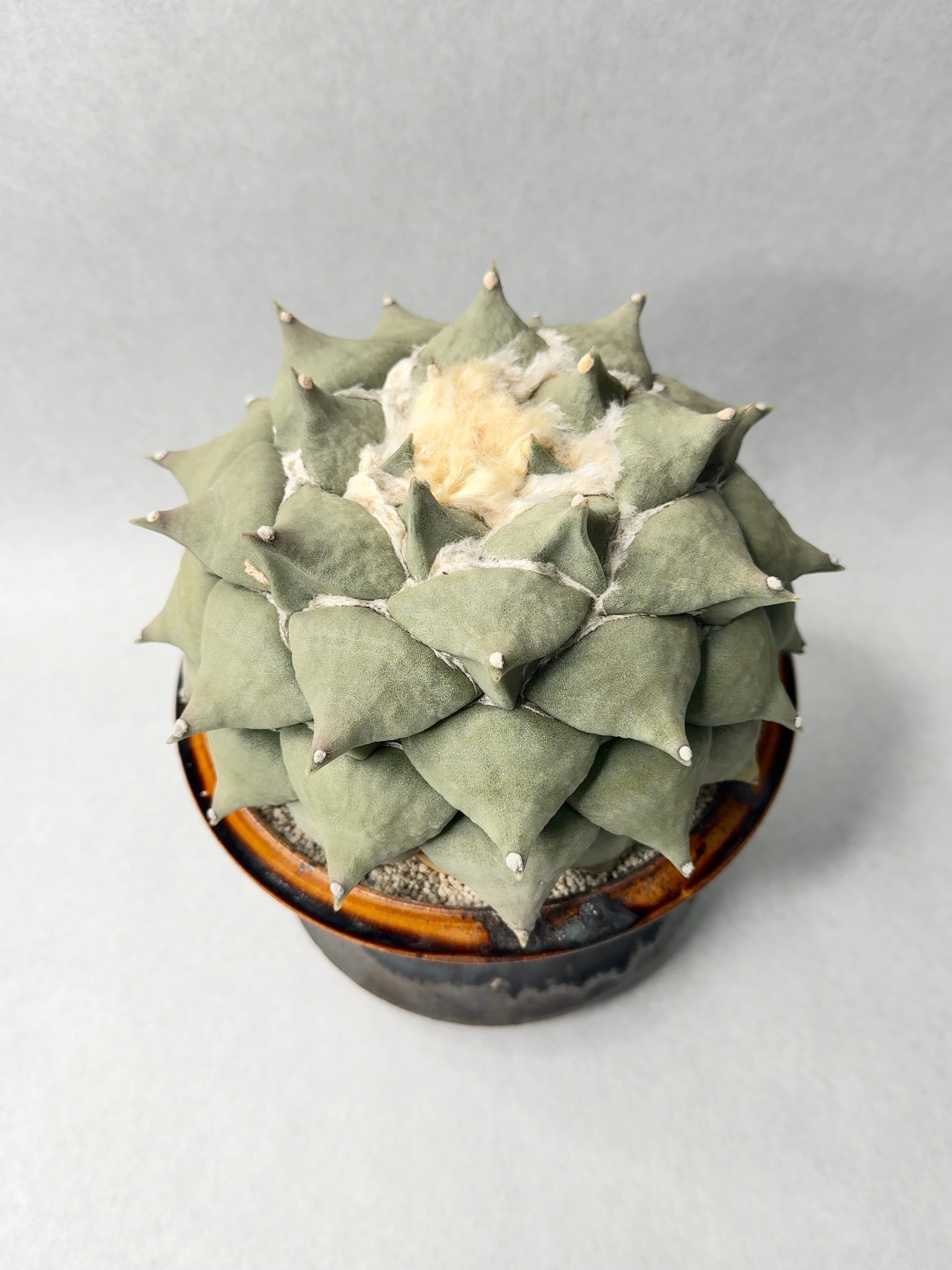 アリオカルプス・花牡丹 | trigger