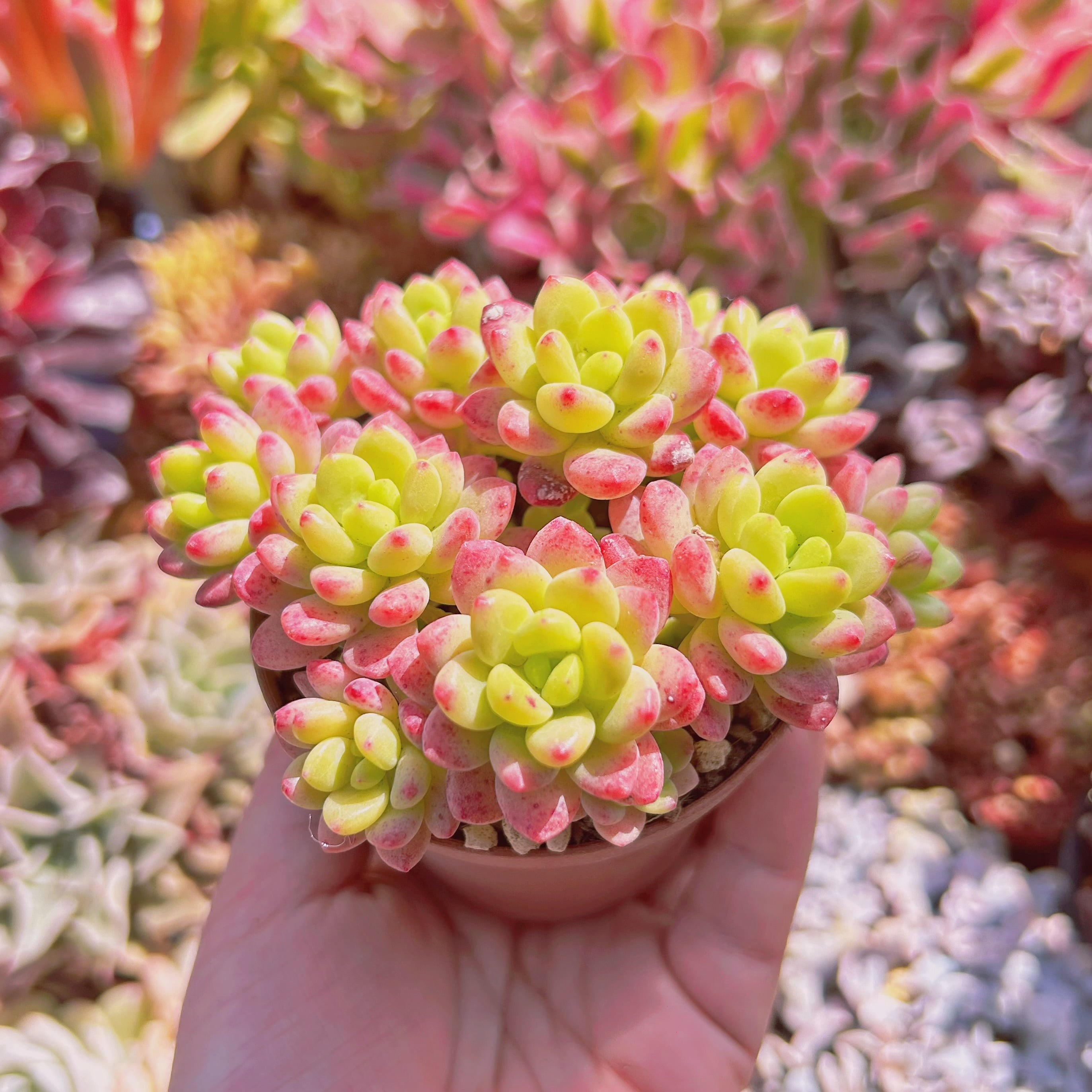 多肉植物 Sedum シャングリラ 8頭以上 特大 | るる農園~多肉植物専門