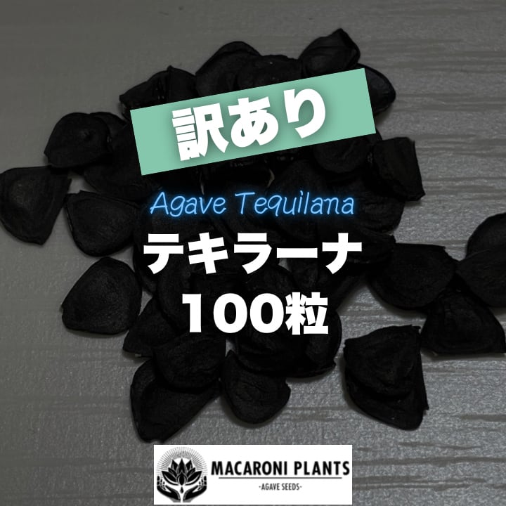 アガベ テキラーナ 種子 100粒 Agave tequilana アガベ テキラーナ 種子 100粒 Agave tequilana | MACARONI PLANTS
