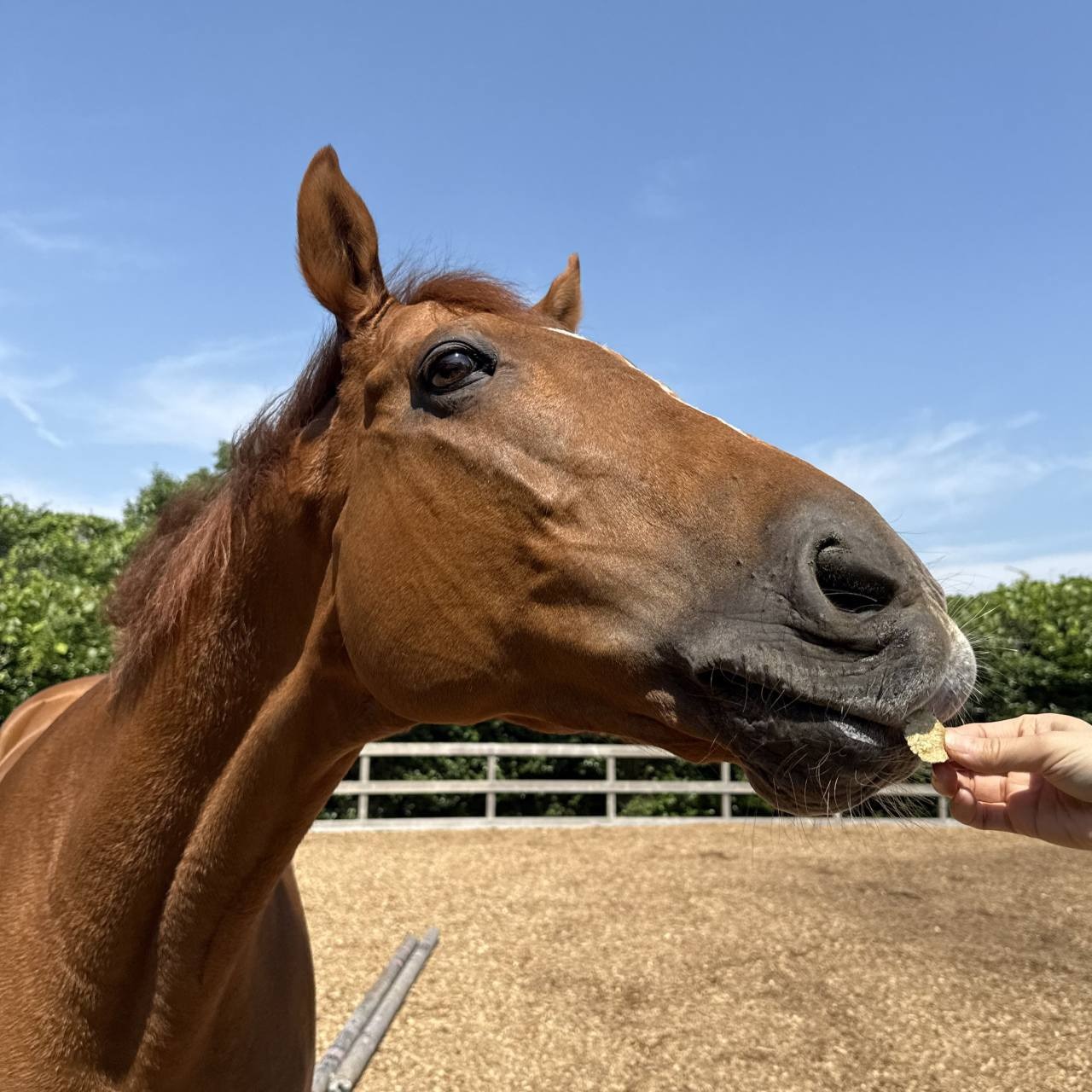 EBISU FARM あまに入り馬用クッキー 300g 馬のおやつ