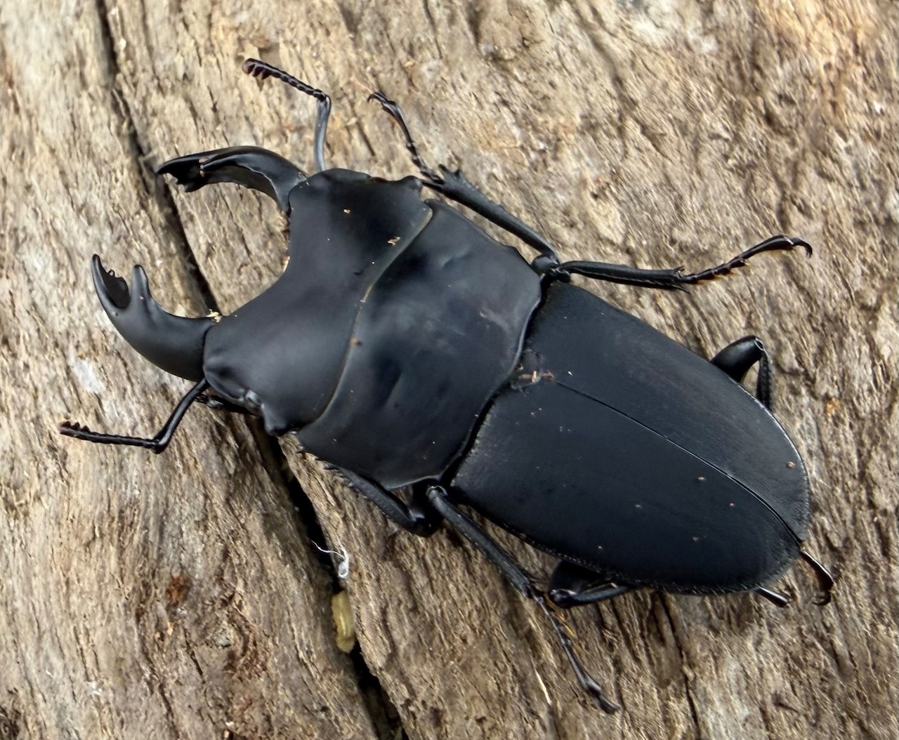 【WF3】《メタドルクス ロトゥンダトゥス 21mm ペア》