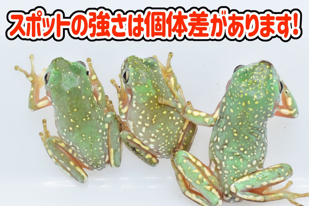 イエアメガエル スーパースノーフレーク セミヤング～ヤング 1匹