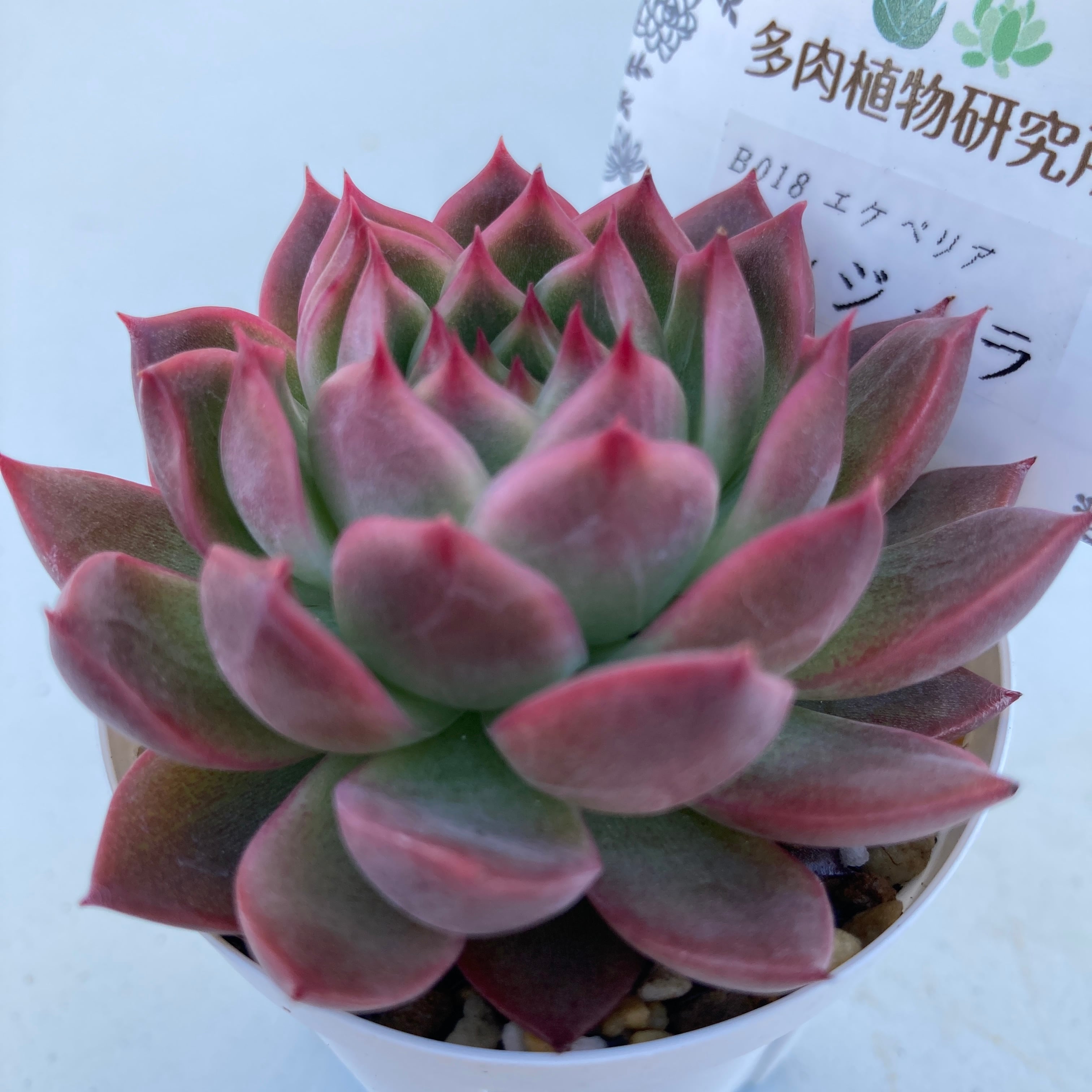 多肉植物 アンジェラ 12苗 現物商品】アンジェラ | 多肉植物研究所
