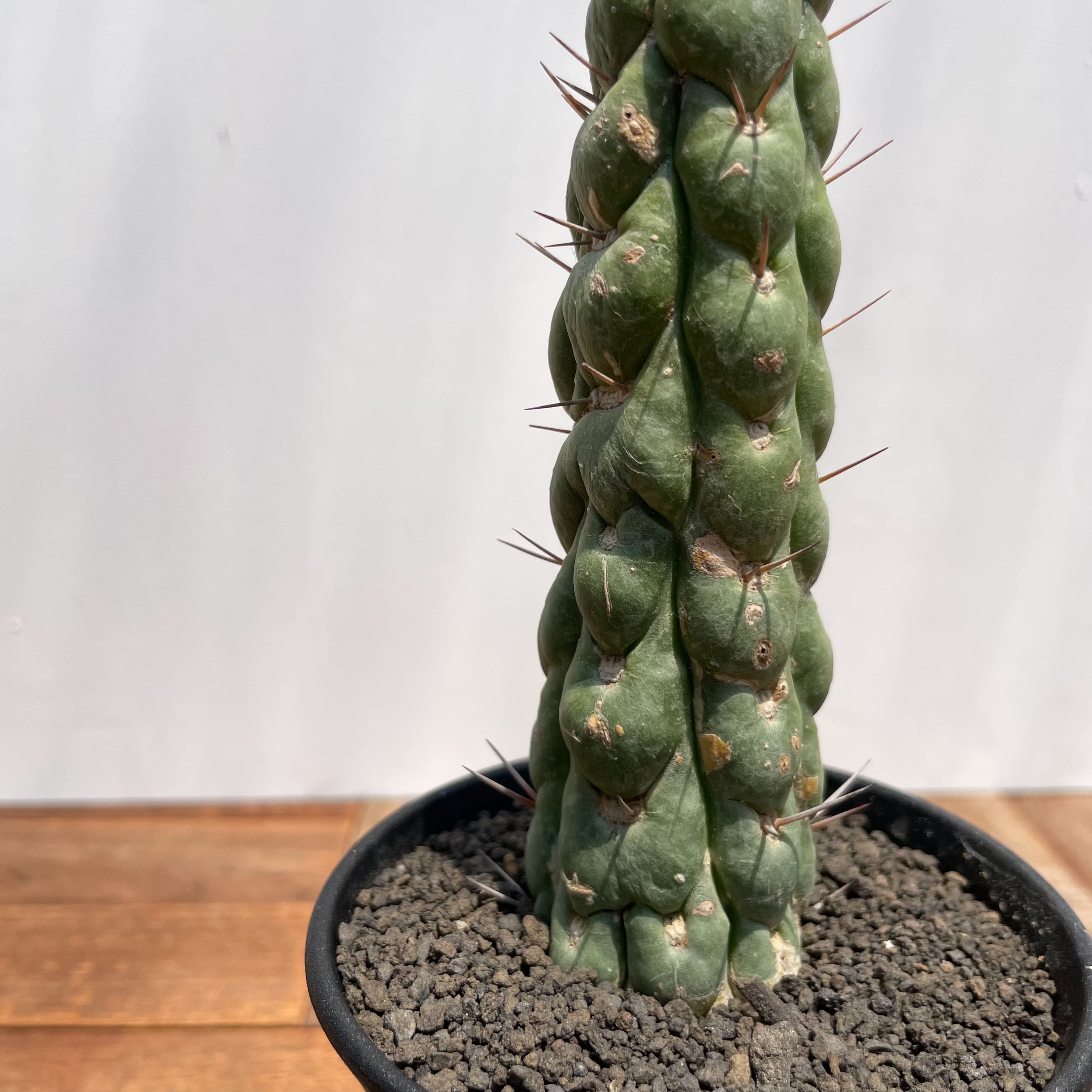Eulychnia castanea f. spiralis 【ユーリキニア・カスタネア