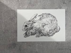 【TenderHead】 postcard-ウサギ-
