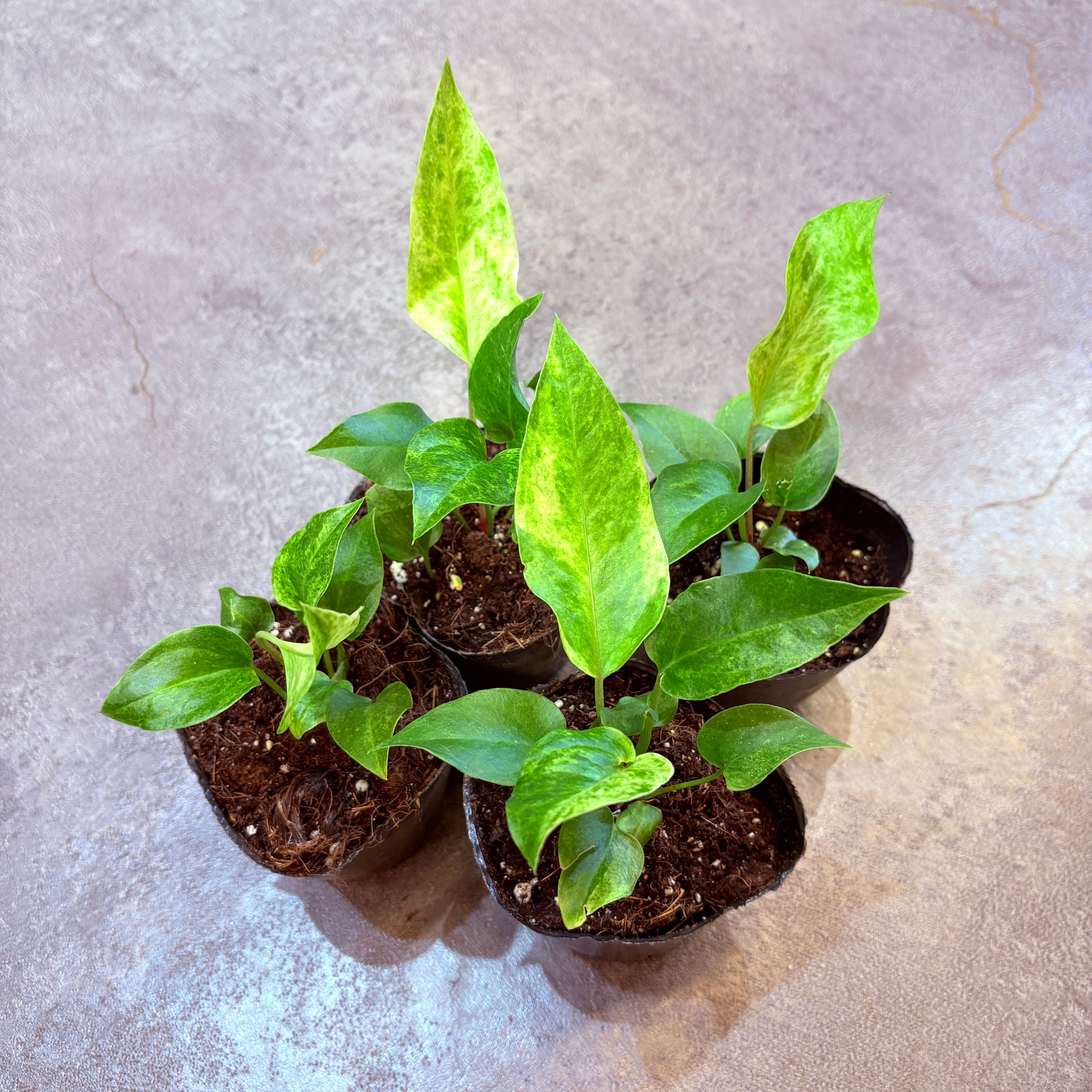 アンスリウム ルネッサンス イエローバリエガータ 3号 | Green Vibes