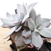 抜き苗 カンテ LED管理 双頭大株 Echeveria cante