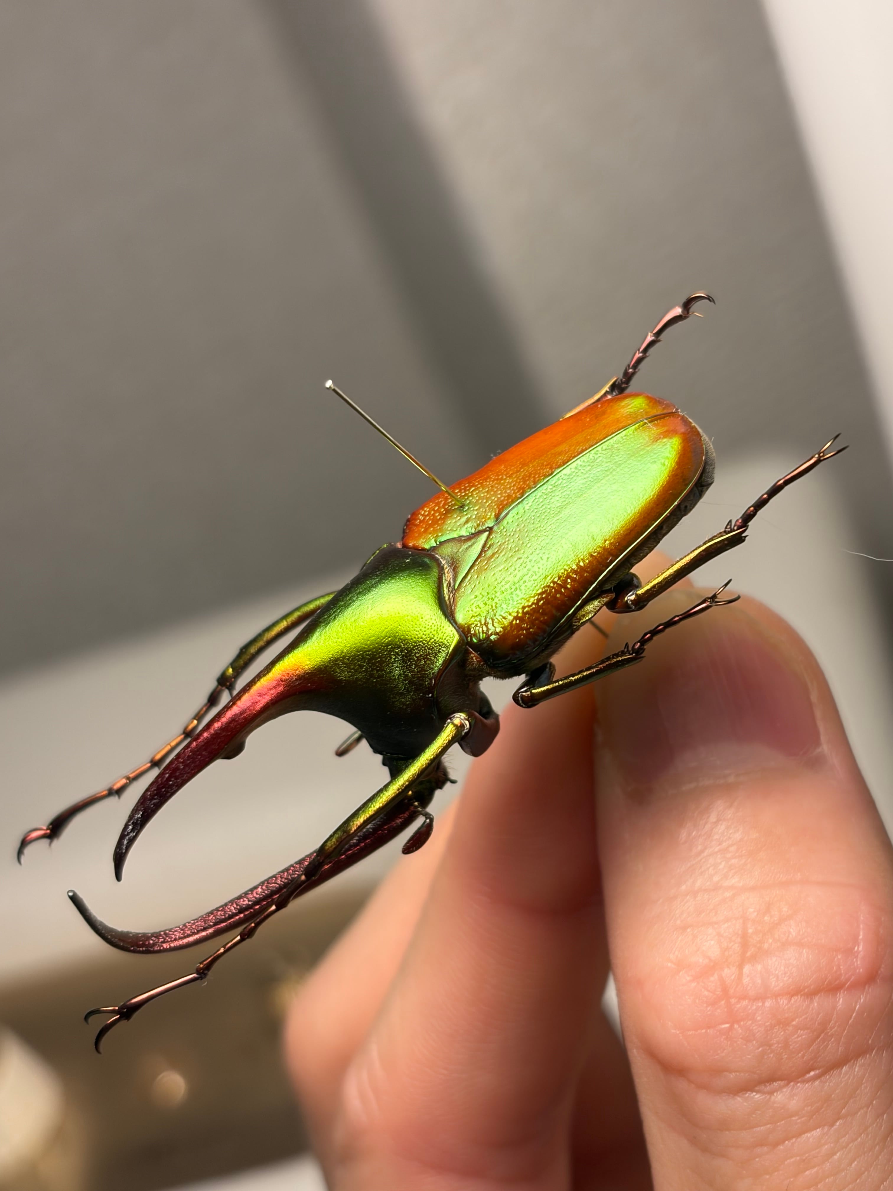 皺無特大】カブトハナムグリ コガネムシ プラチナコガネ カナブン