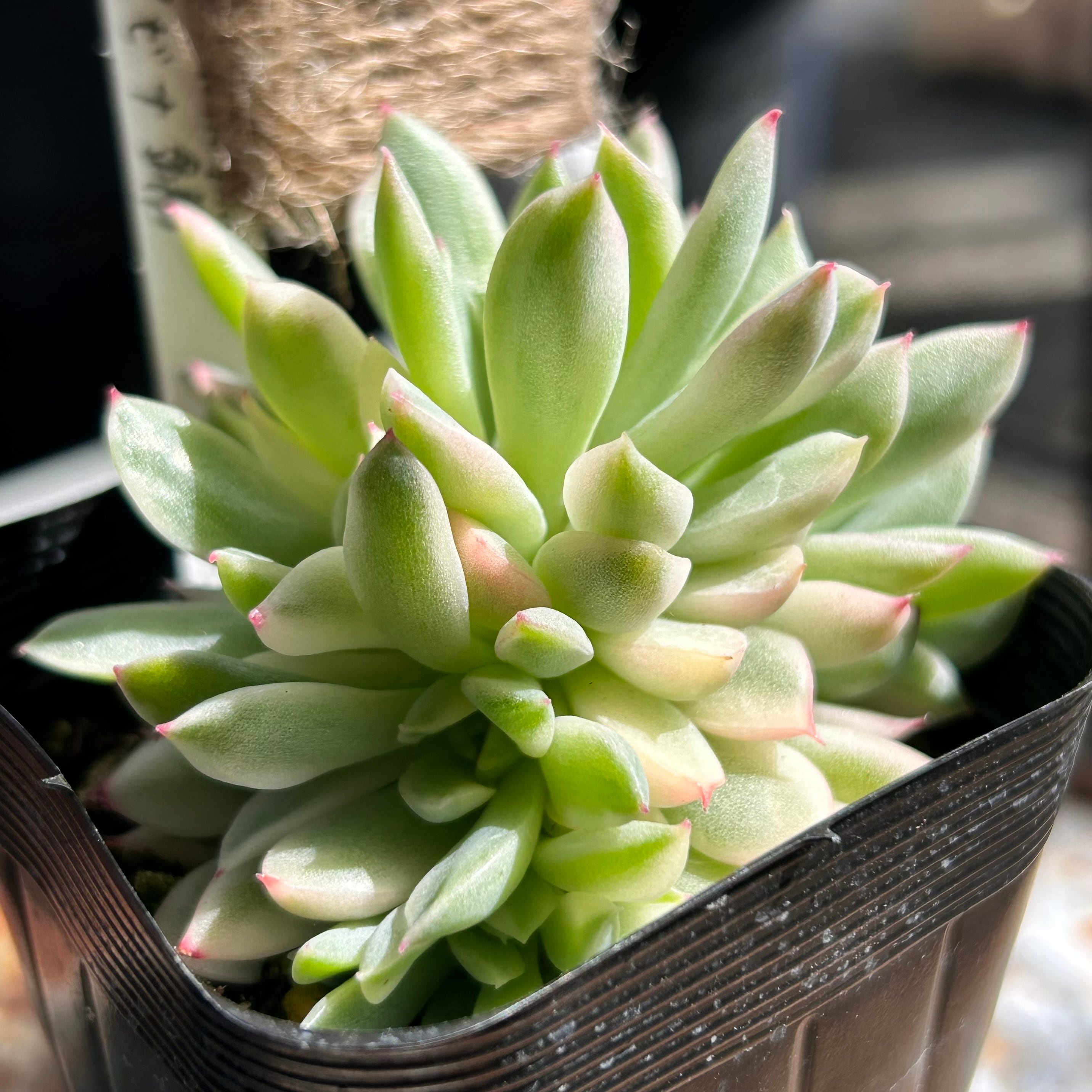 錦 | RuPo 多肉植物専門店