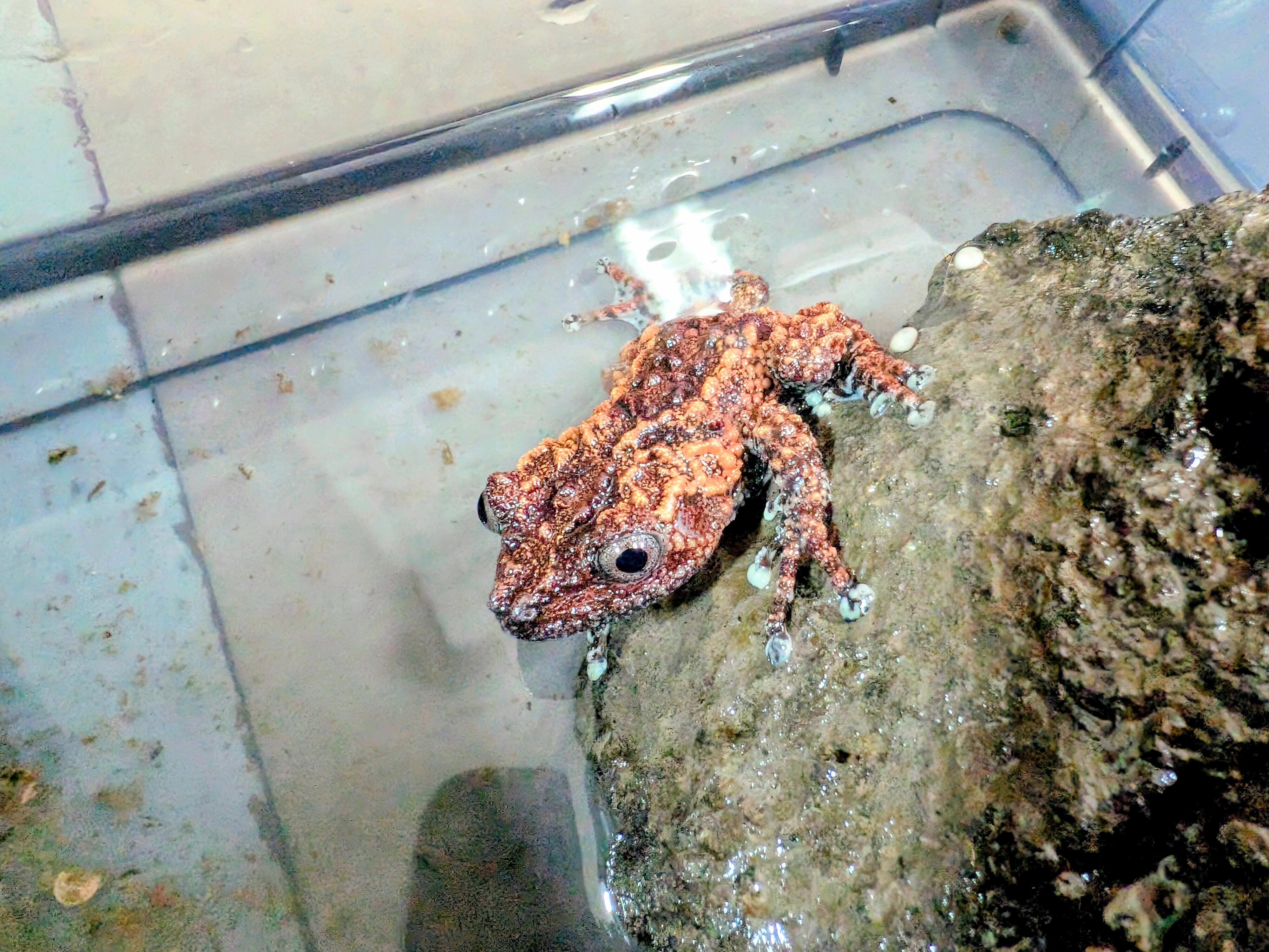 パワーズフクラガエル カエル | BUG.st