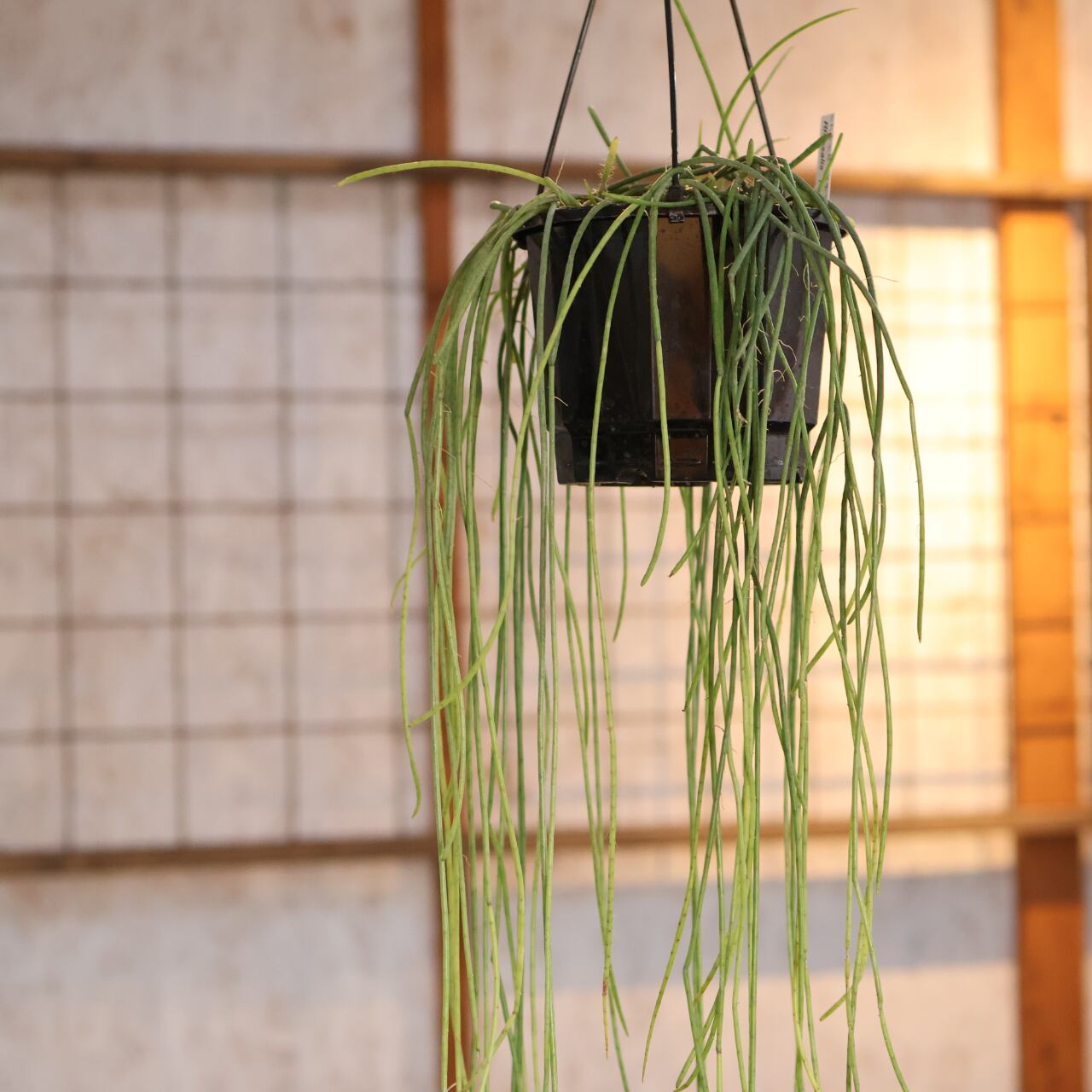 540『リプサリス スティッキリー』観葉植物【送料無料】 | MARX PLANTS