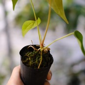 【希少】Anthurium Queen of Heart / アンスリウム クイーン オブ ハート⑭ / 観葉植物<育て方・花言葉>