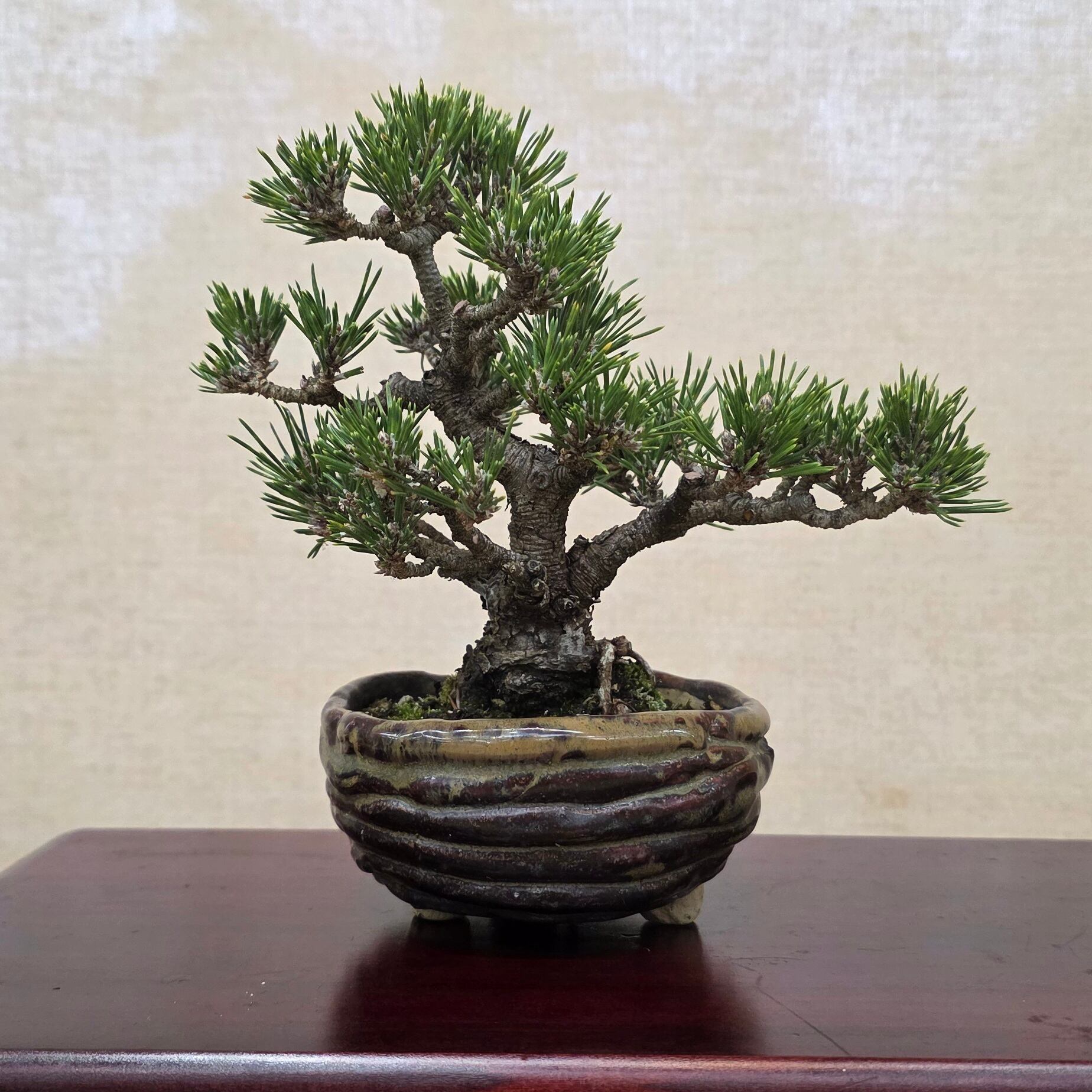 公式EC】BONSAI IKUMA