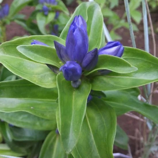 ゲンチアナ クルシアータ ‘ブルークロス’