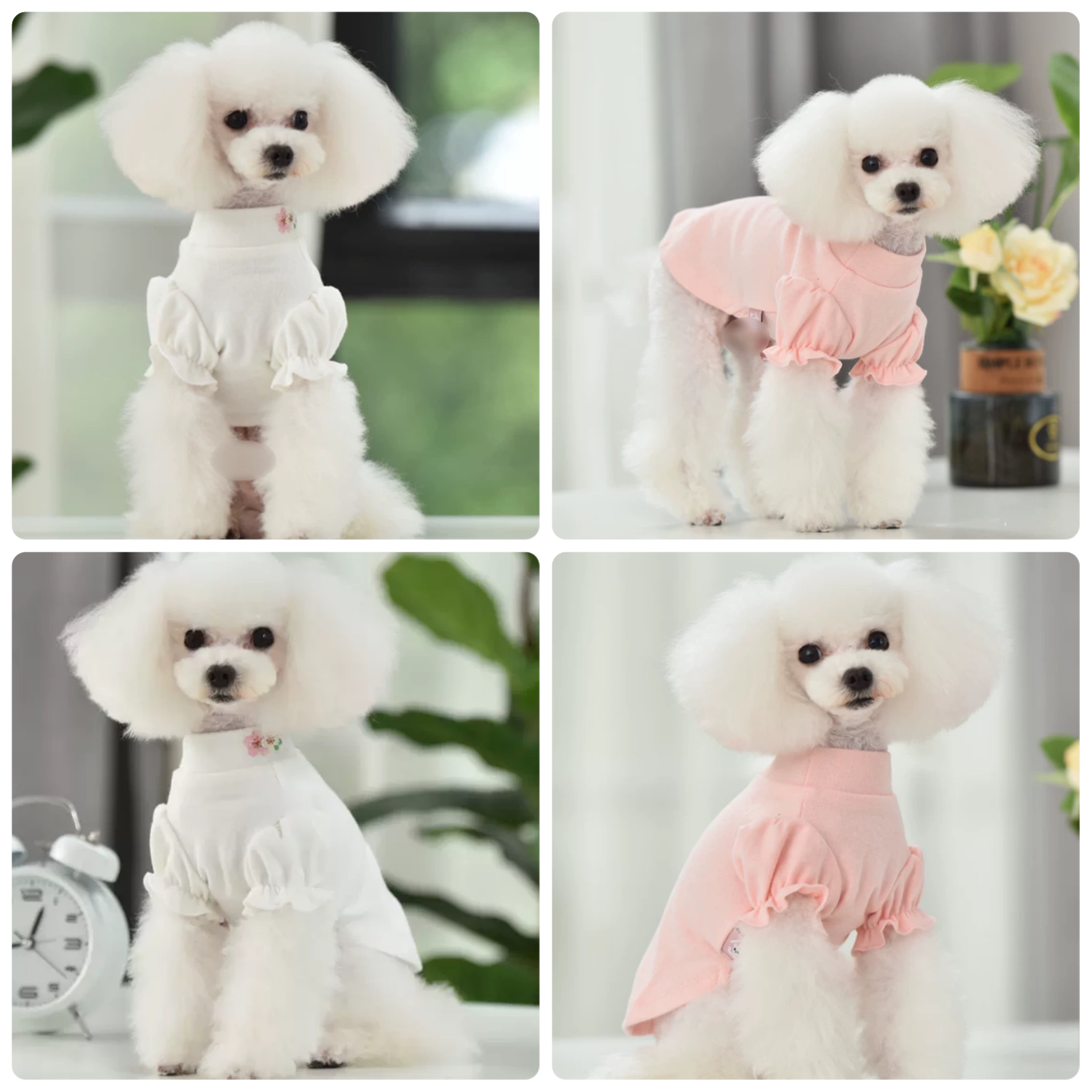 超小型犬・パピー犬 スモールサイズ | ronkichimaru(ロンキチマル
