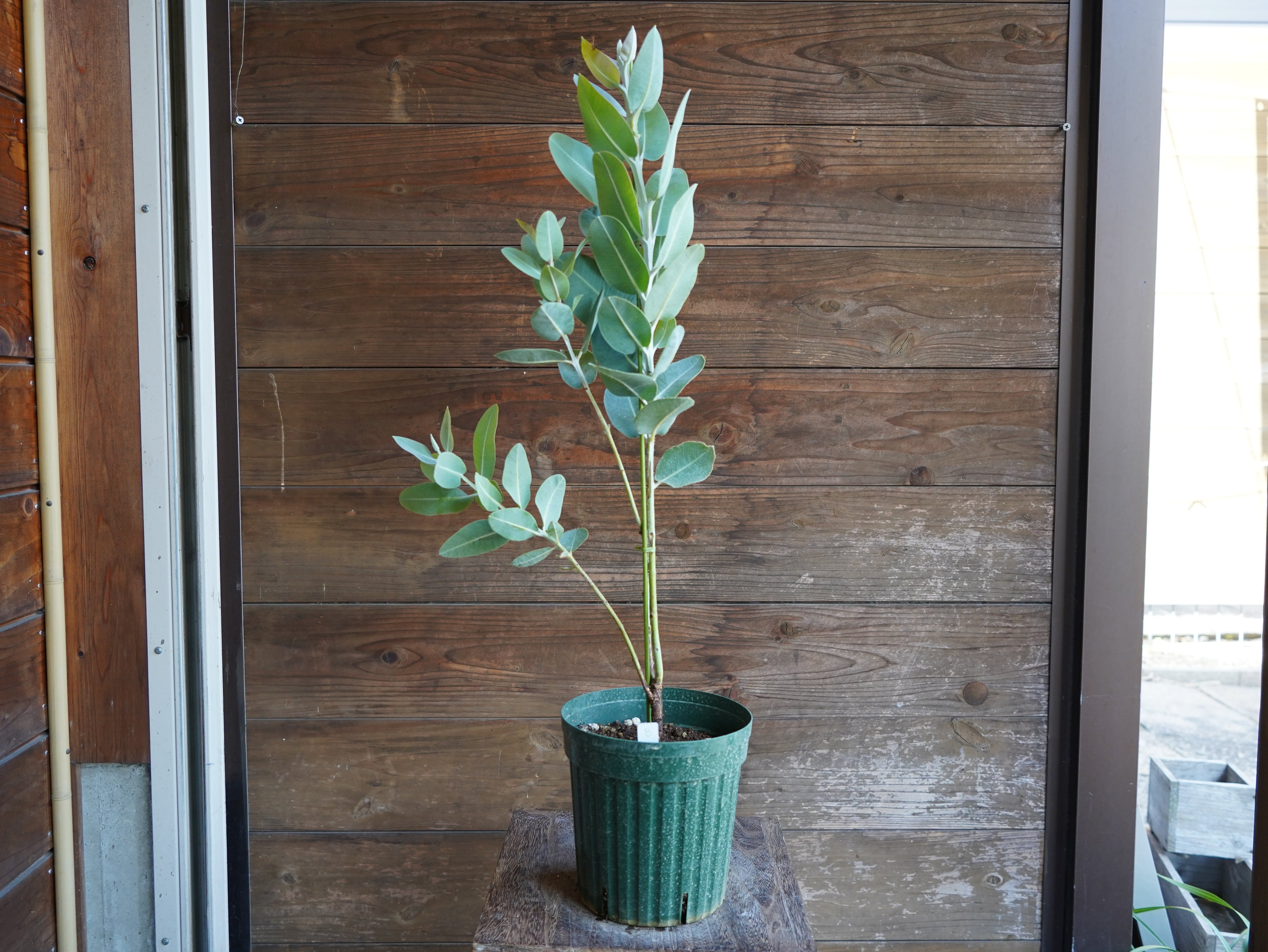 【現物】ユーカリ　”プレウロカルパ”　B