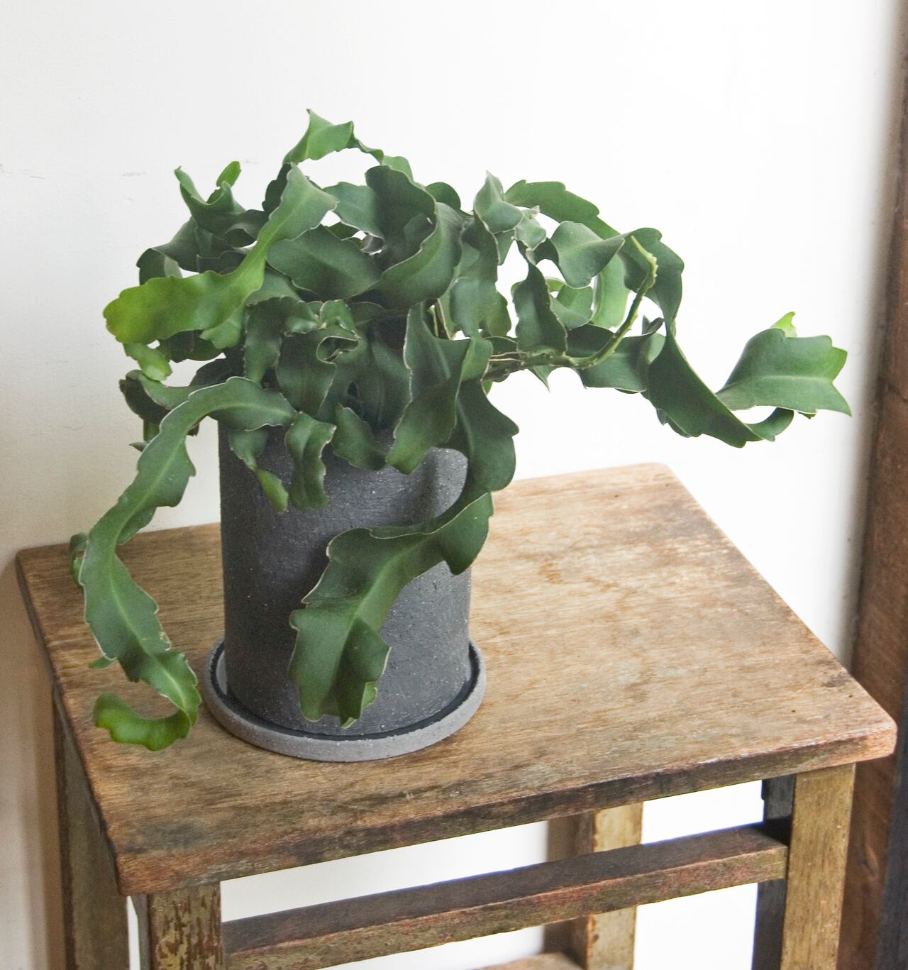 エピフィラム ガテマレンシス 702 ４号 上等な ４号