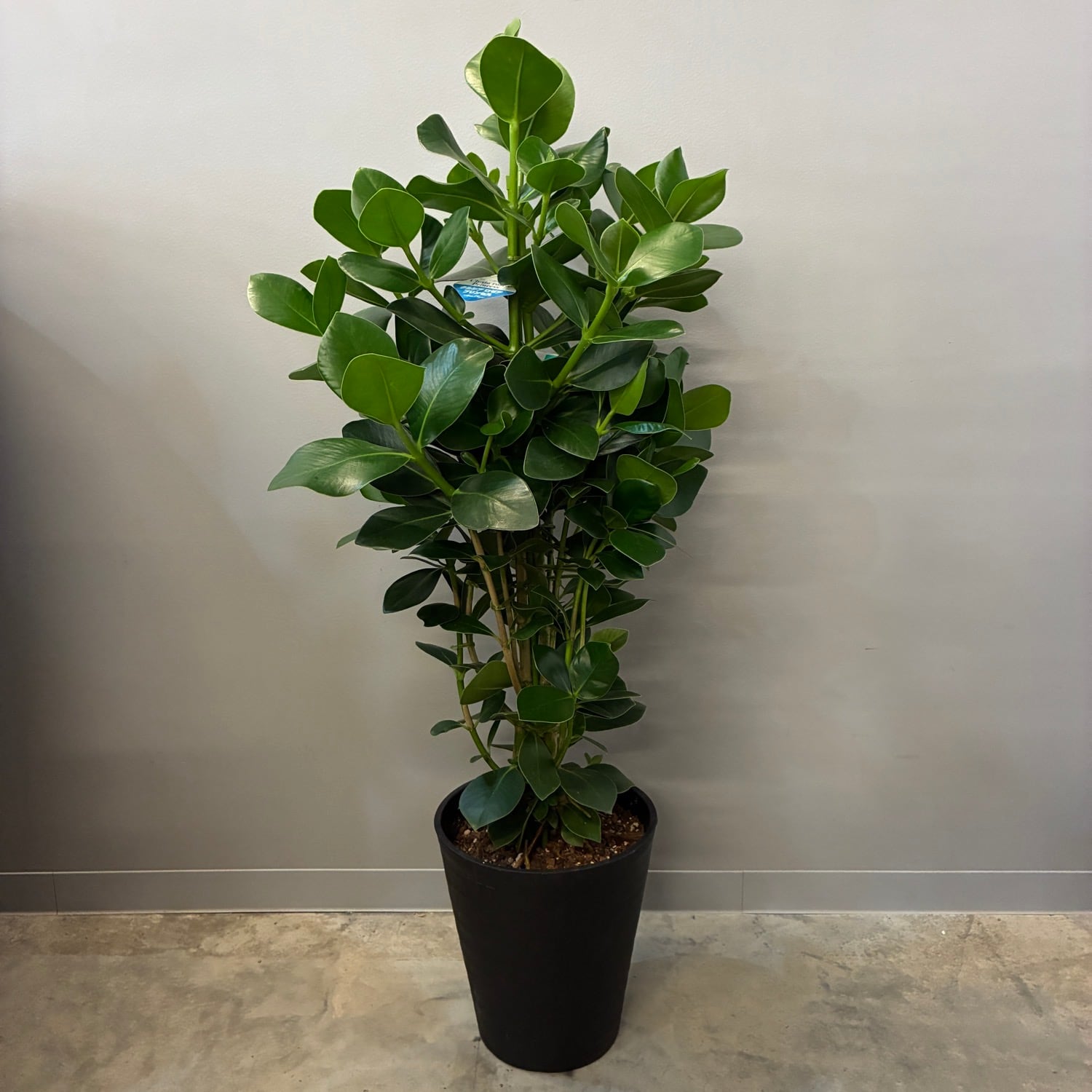 PROTOLEAF プロトリーフ