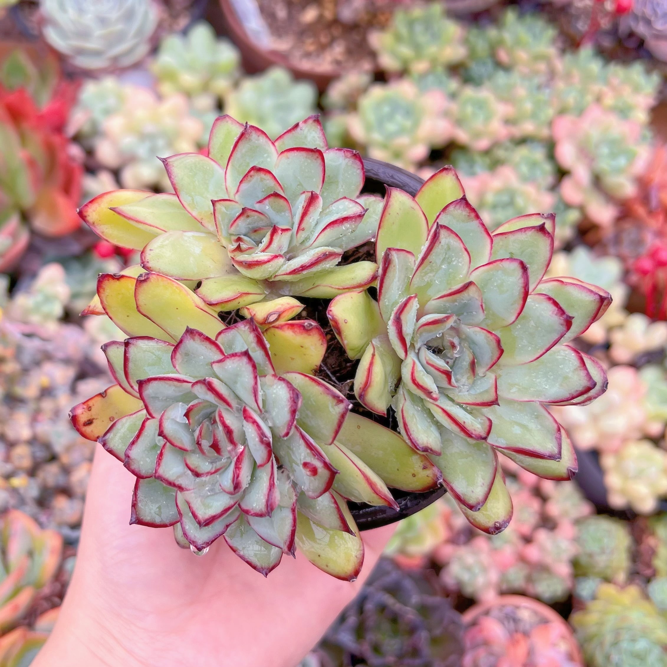 現品　メキシコプリトニス#639　大苗　るる農園