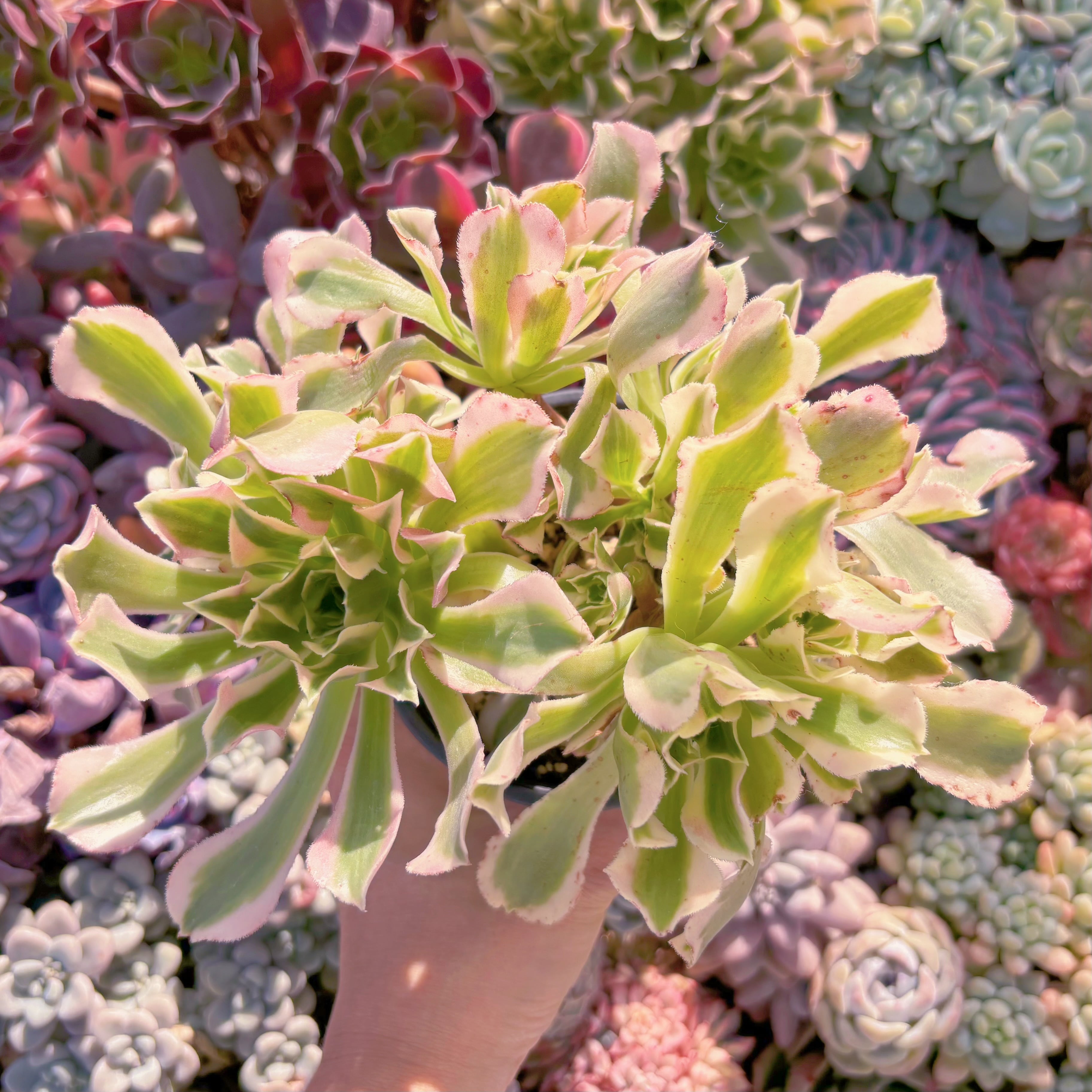 現品　白鳳#607　るる農園