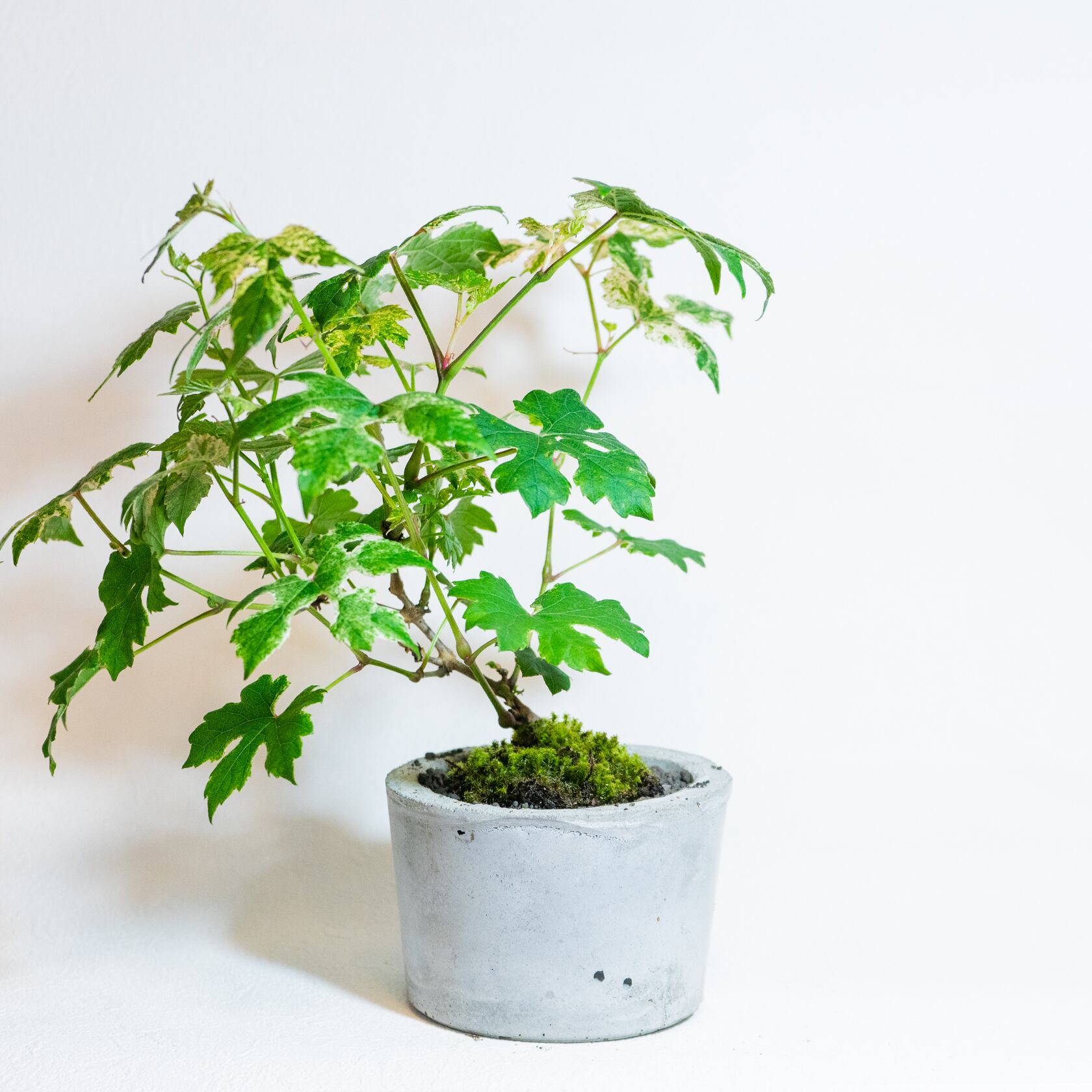 ベランダで育てる観葉植物 野ブドウ スナ苔の鉢植え ざらっとした風合いのモルタル鉢 送料全国一律850円 アトモスフィア 自作の鉢を使った観葉植物や多肉植物 塊根植物などの通販