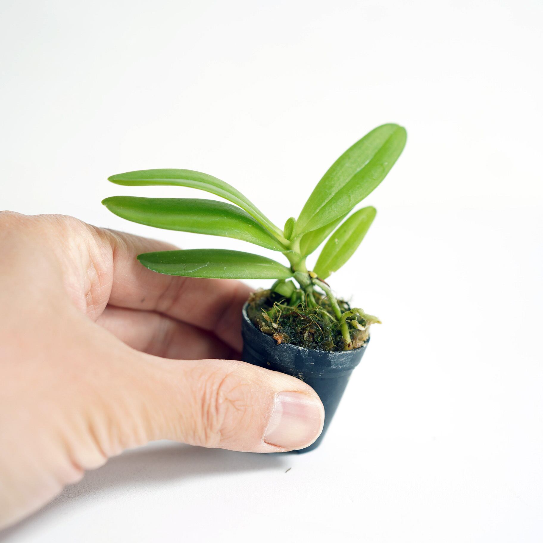 ニオイラン Haraella Retrocalla ラン科植物 着生向け 苔テラリウム作製用素材 苔テラリウム専門ショップ道草 ニオイラン Haraella Retrocalla ラン科植物 着生向け 苔テラリウム作製用素材 苔テラリウム専門ショップ道草