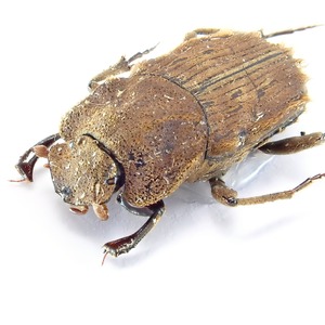 インド産 Drepanocerus sp. 1ex 8mm