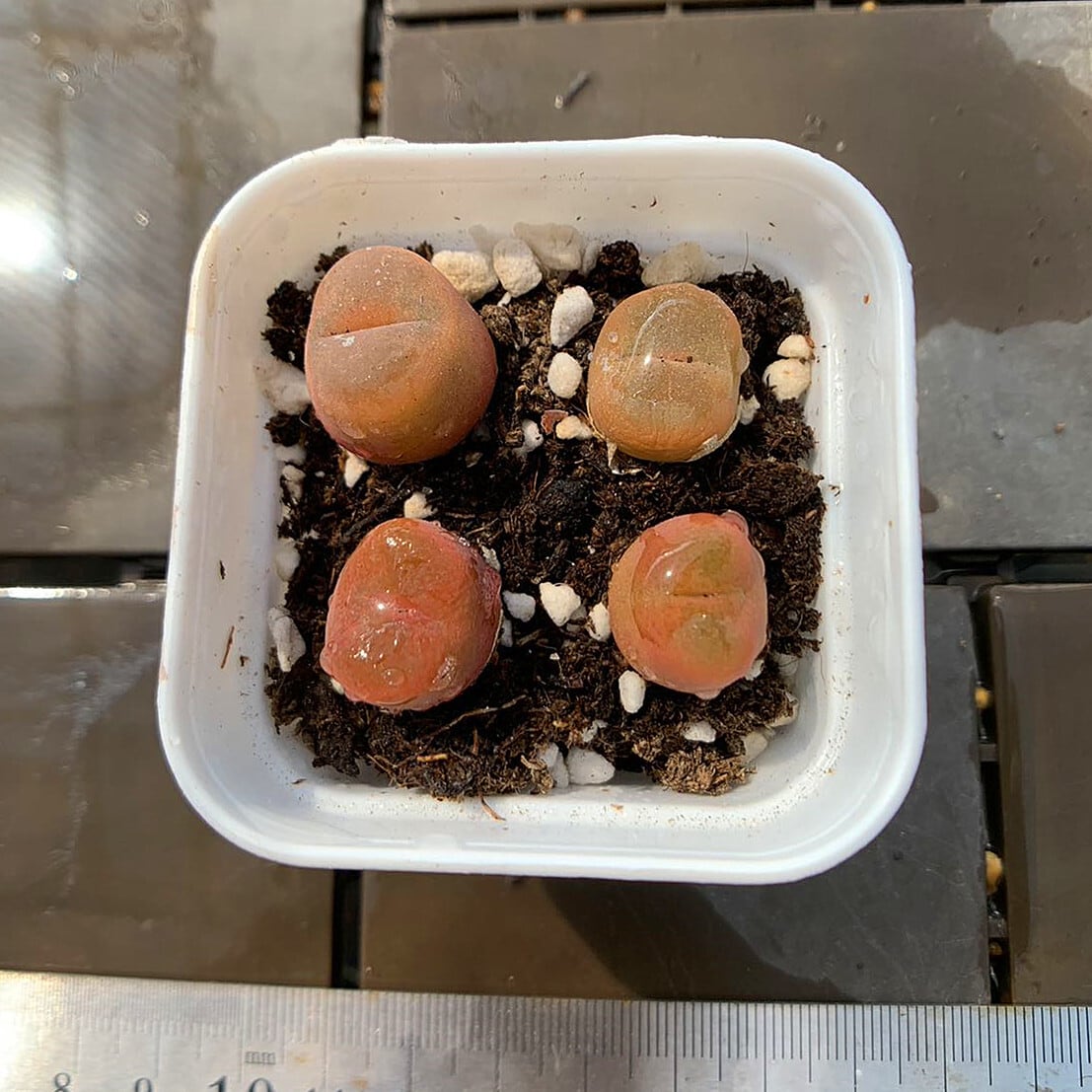 農園直売 多肉植物 コノフィツム さくらんぼ 4頭セット 農園直売 多肉植物 コノフィツム さくらんぼ 4頭セット