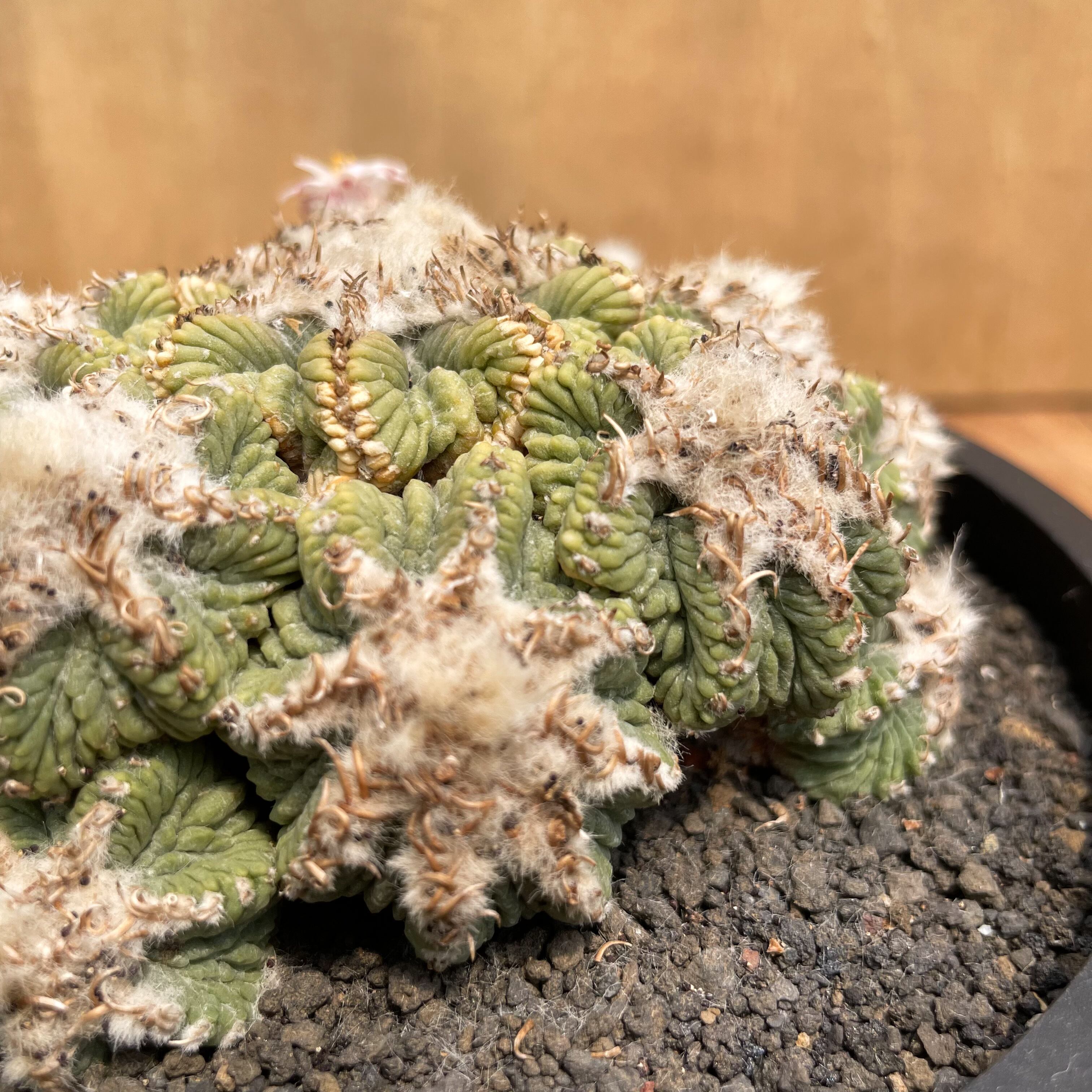 Aztekium ritteri【アズテキウム・花籠・実生】 | RIMO'S GREEN