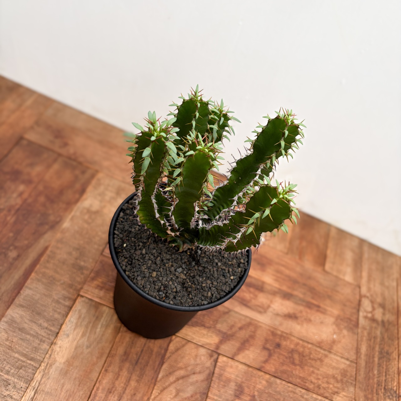 Euphorbia mlanjeana【ユーフォルビア・ムランジーナ】