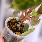 Philodendron el choco red × Philodendron billietiae variegated|フィロデンドロン|観葉植物