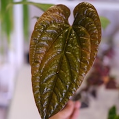 アンスリウム シリ│Anthurium Siri(A.radicans×A.dressieri)②