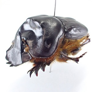 ブラジル産 Coprophanaeus cerberus ♂♀ 25mm/26mm L