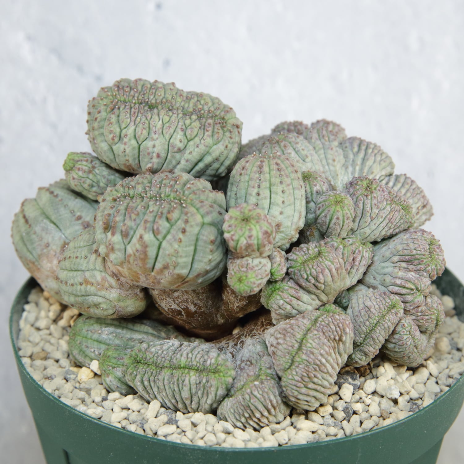 超厳選株】超大株 最大幅約11cm マルチヘッド 円扇綴化 オベサ