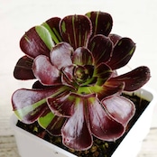 カット苗 ビッグバン 標準サイズ Aeonium 'Big Bang'