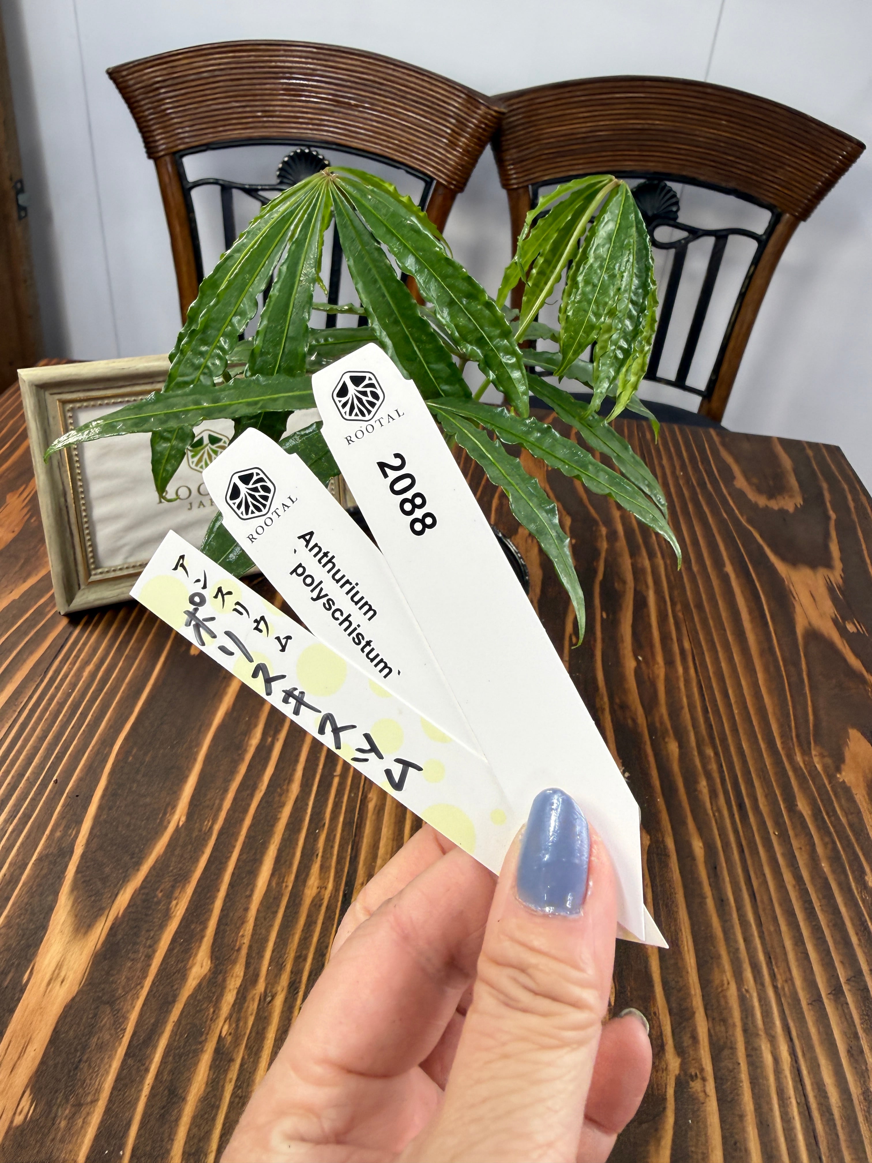 ★2088 アンスリウム ポリスキスツム(3号ポット)