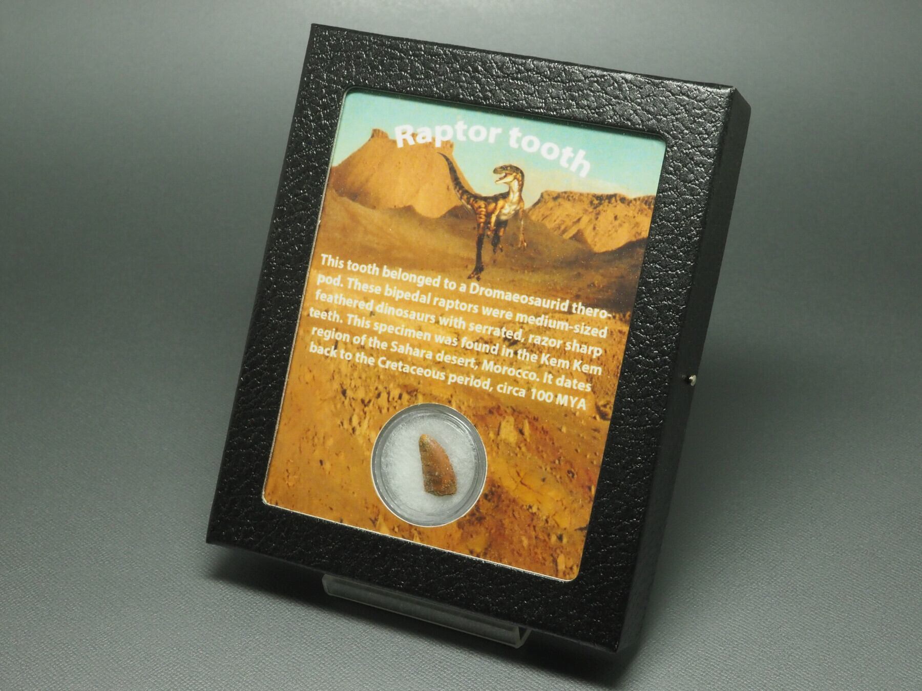 モロッコ産ラプトルの爪化石約46mm 恐竜化石 モロッコ 化石 爪 デルタ