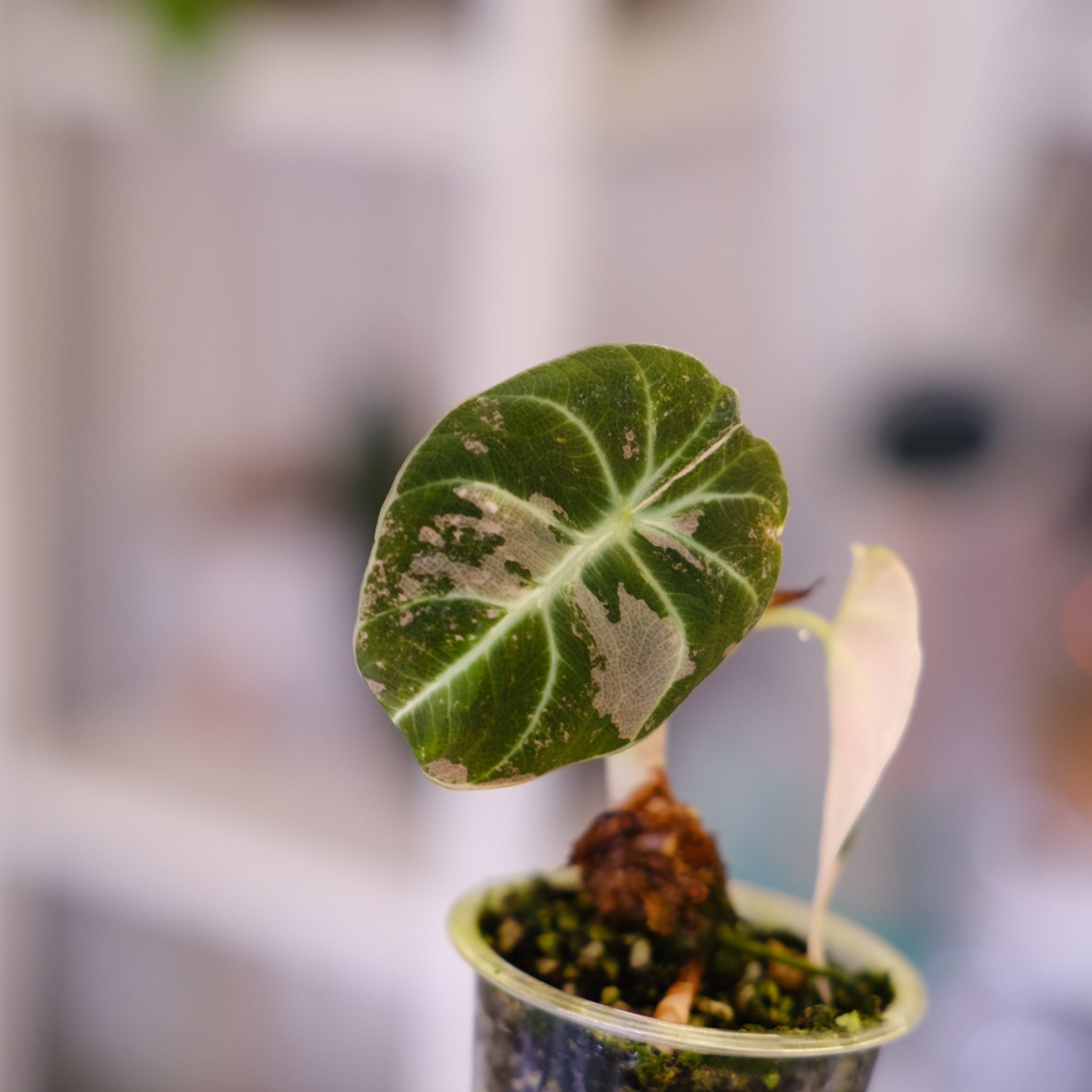 Alocasia Black Velvet Pink Albo│アロカシア ブラックベルベット