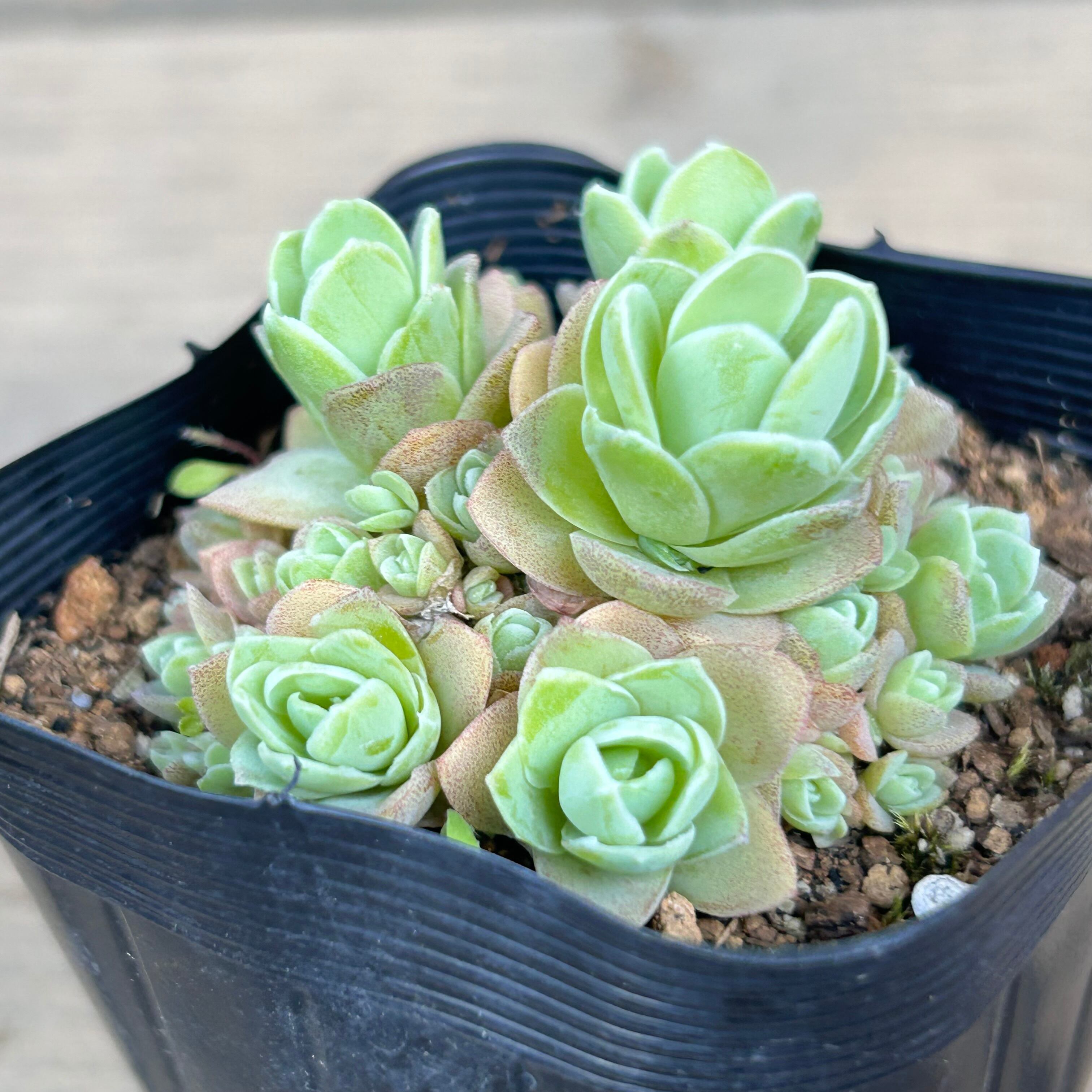 ピーチパーフェクト | RuPo 多肉植物専門店