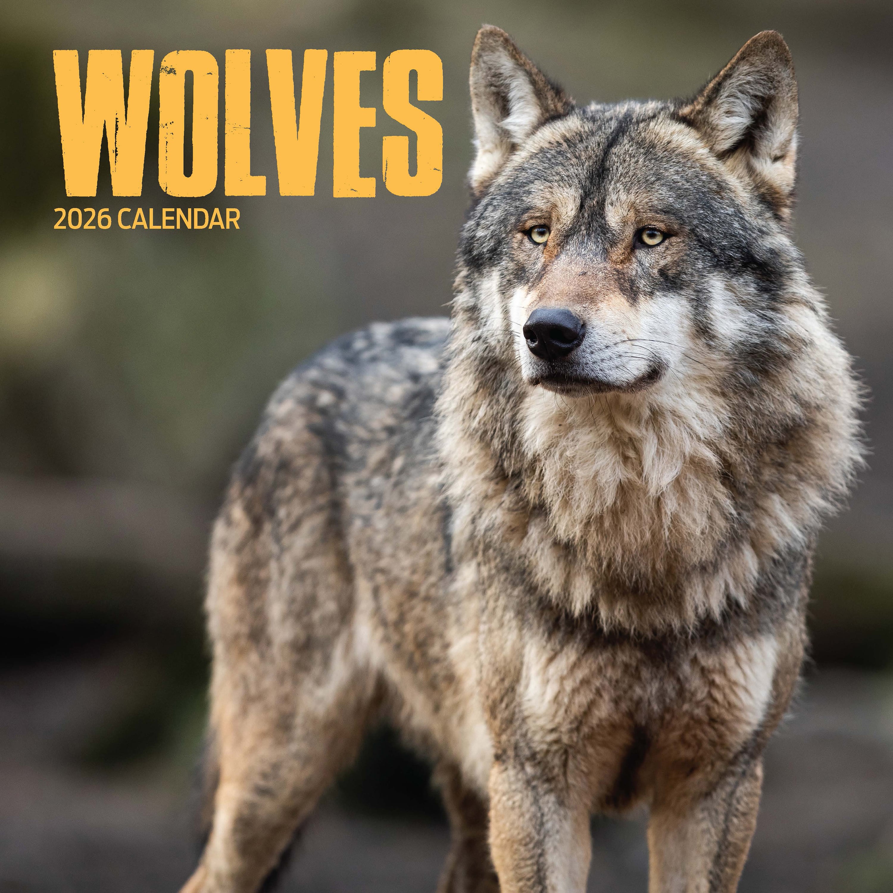 【2026年版】英国製カレンダー【オオカミ】 2026年版